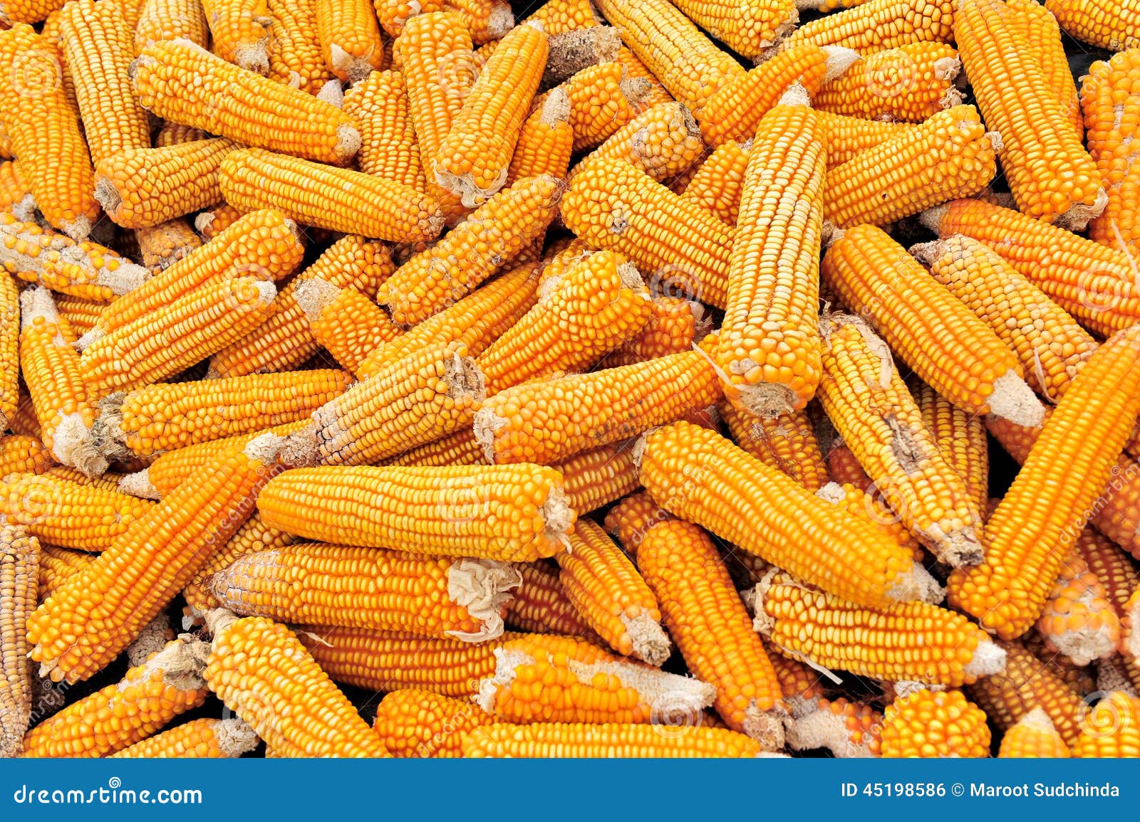 Corn field stock photo. Image of nature, lifestyle, eating 45198586