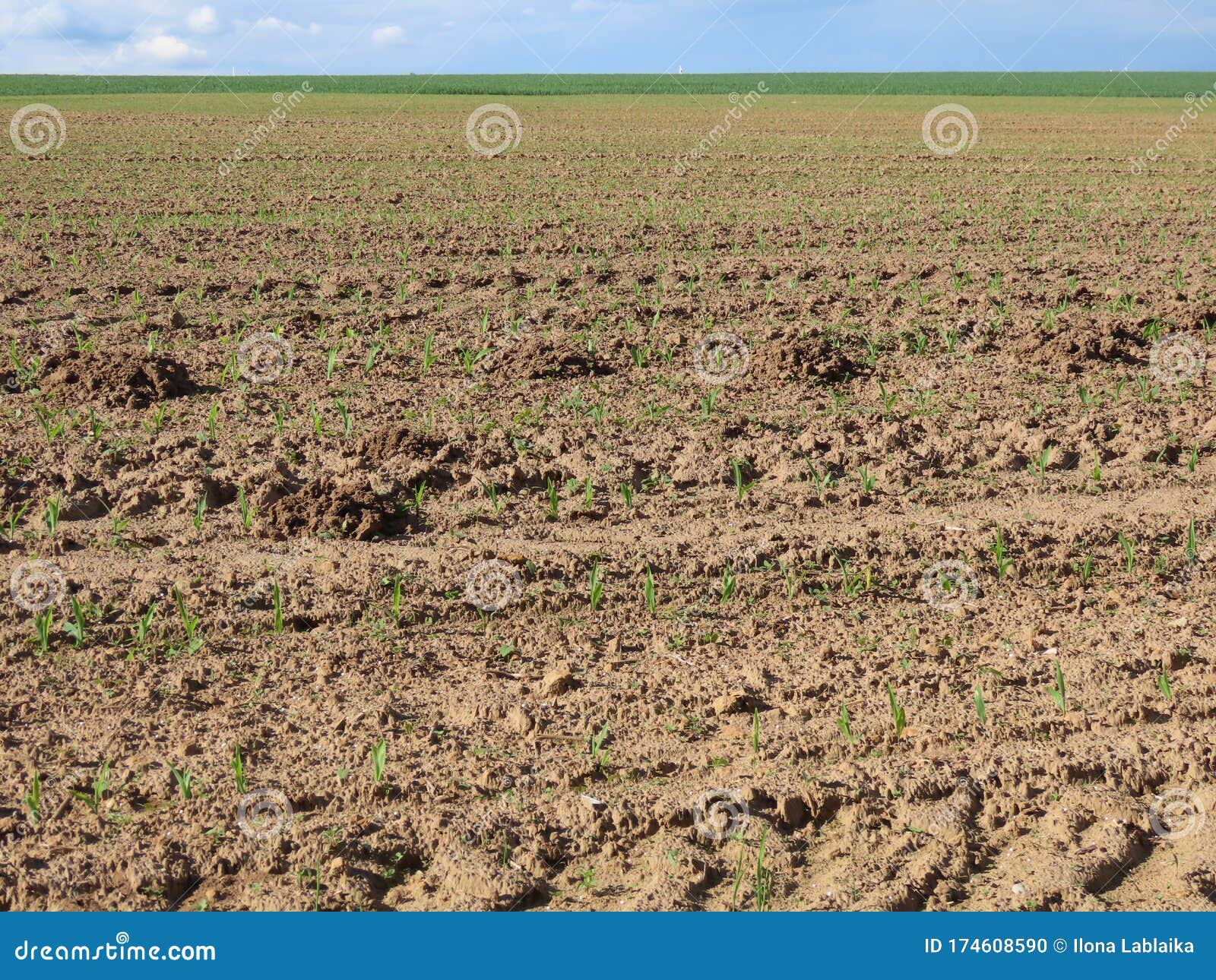 Corn field germinating stock photo. Image of natural 174608590