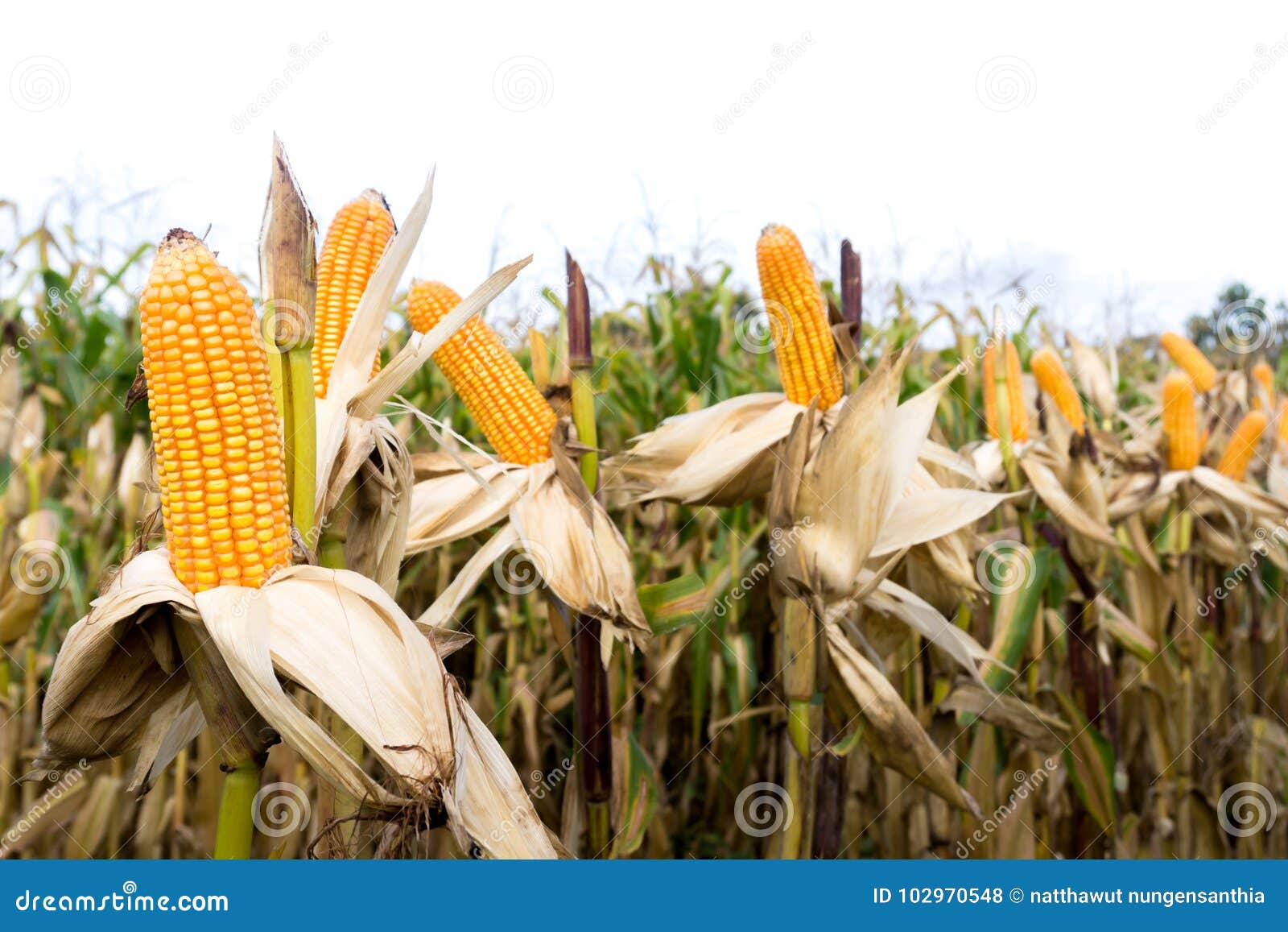 Corn field before harvest stock photo. Image of crop 102970548