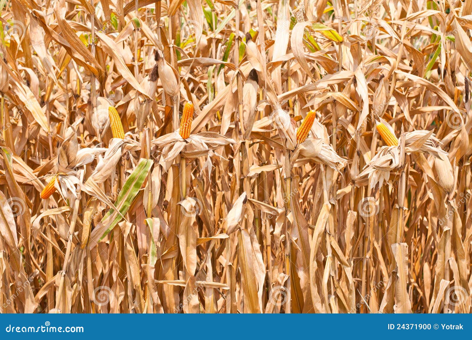 Corn field at harvest time stock photo. Image of landscape 24371900