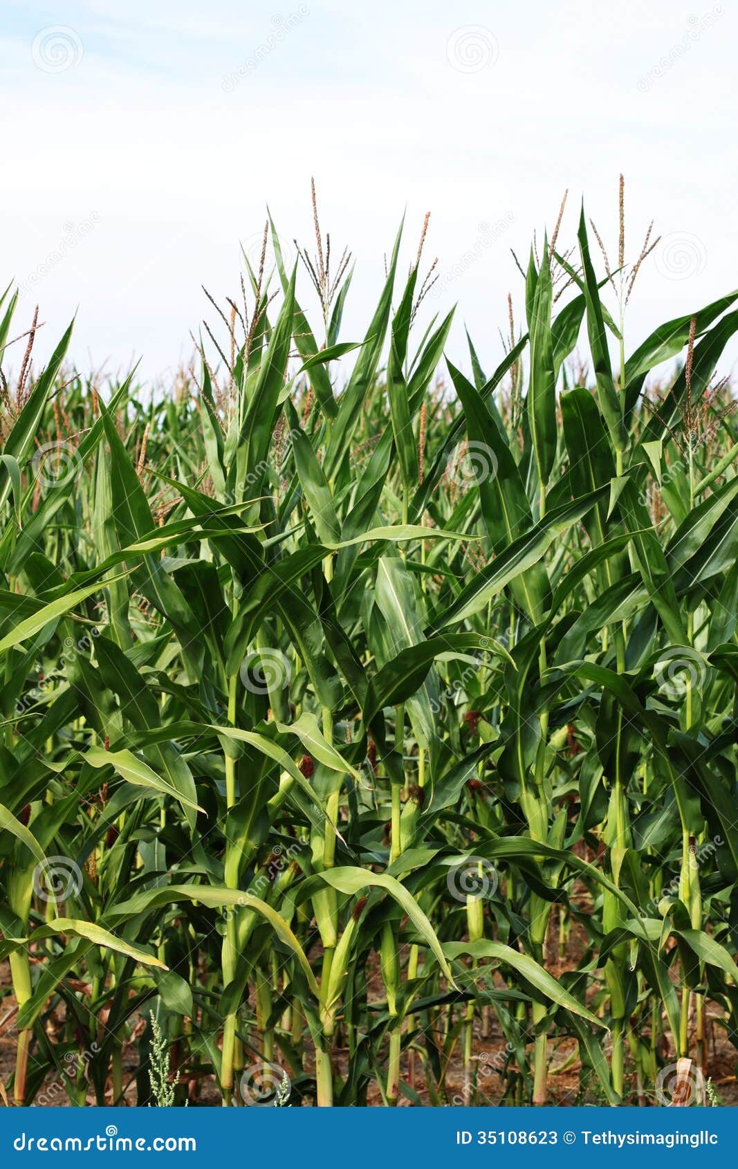 Corn Field at Harvest Time stock image. Image of harvest 35108623