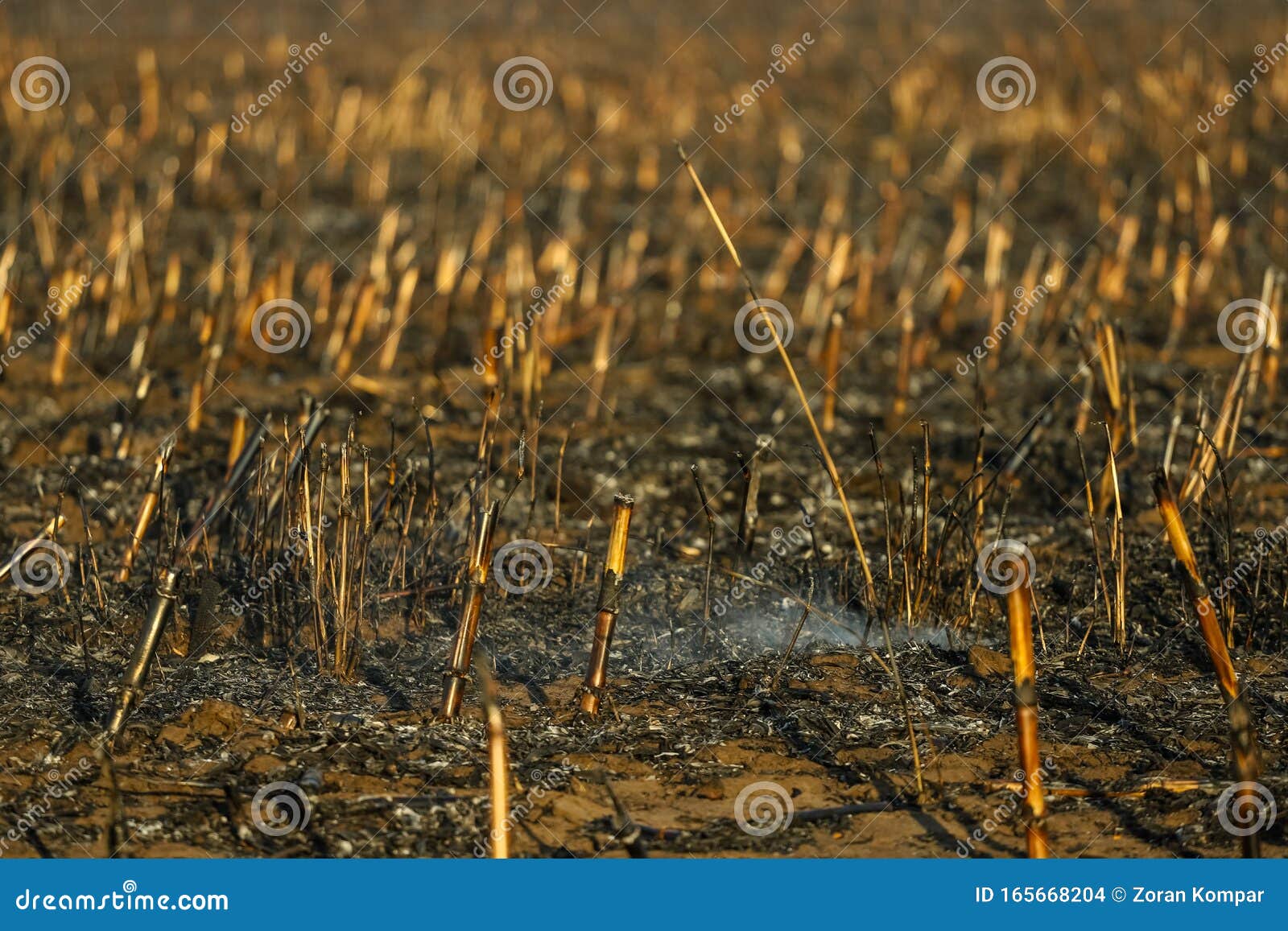 Corn Field after Irresponsibly Burnt , Destroyed and Turned To Ashes