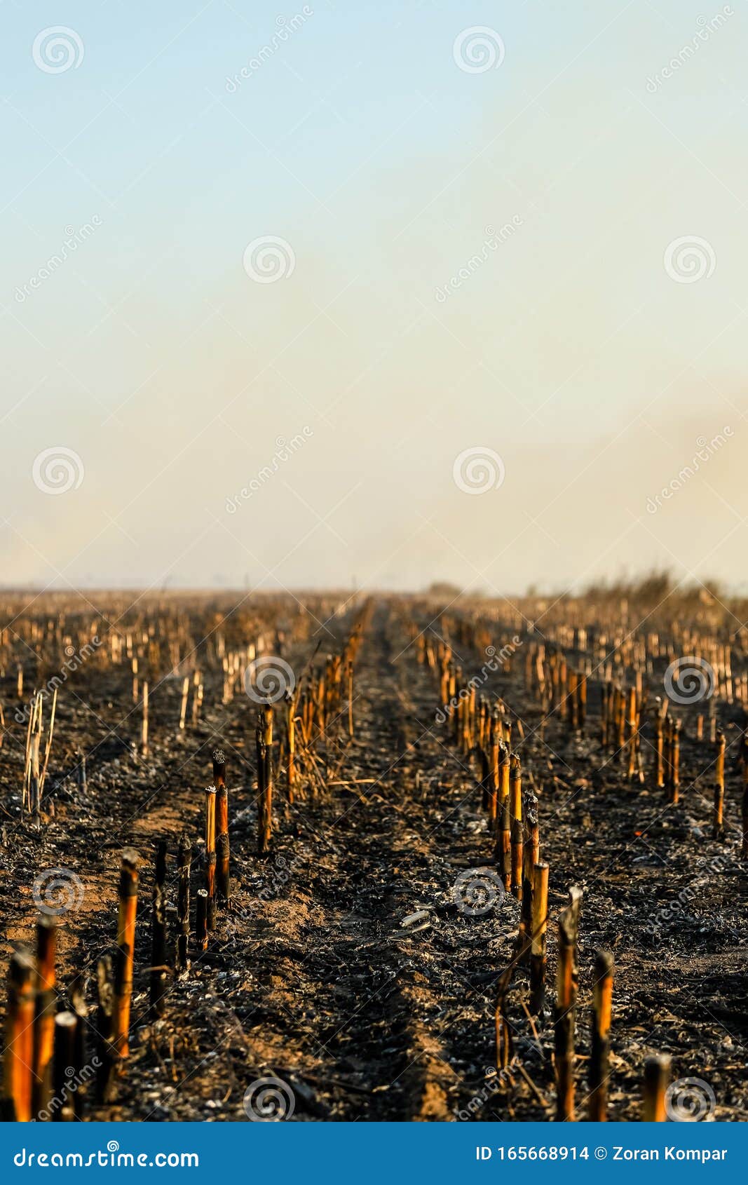 Corn Field after Irresponsibly Burnt , Destroyed and Turned To Ashes