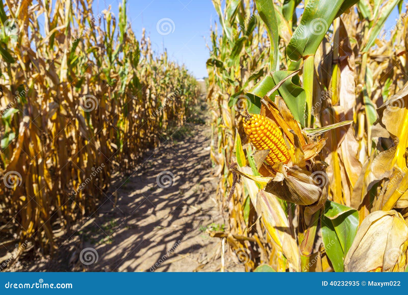Corn Field (Patch) stock image. Image of fresh, leafs 40232935
