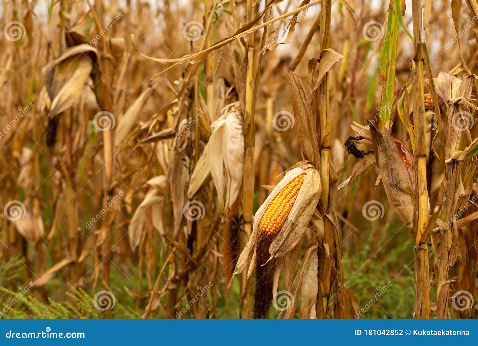 Corn Field. Ripened Dry Yellow Corn, Harvest Time Stock Photo Image