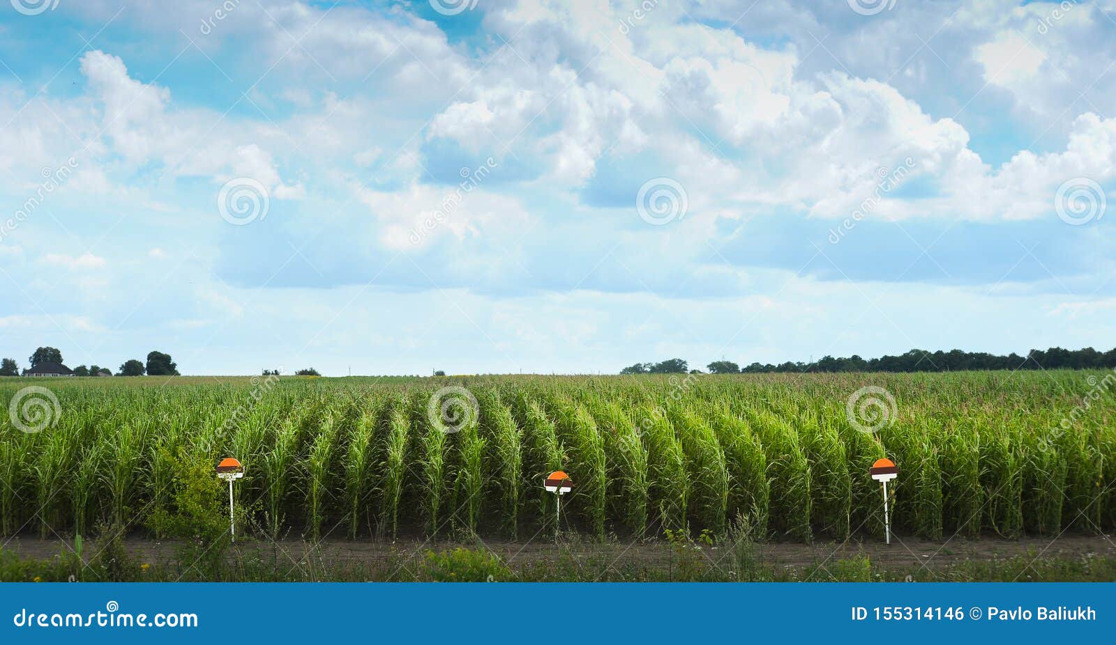 Corn Field Rows with Sign at the Edge of Indicate the Variety Stock
