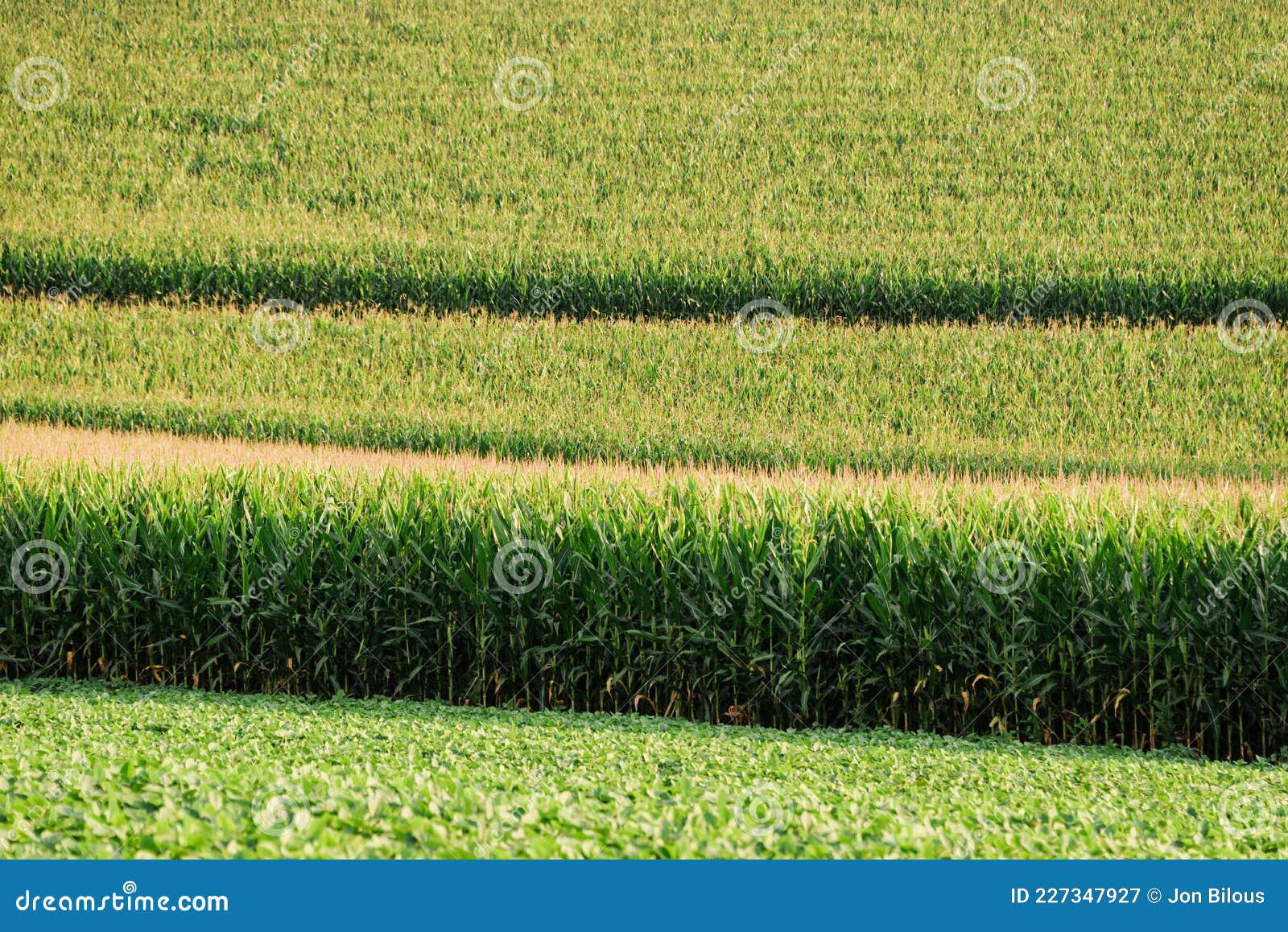 Corn Field in Rural York County, Pennsylvania Stock Image Image of