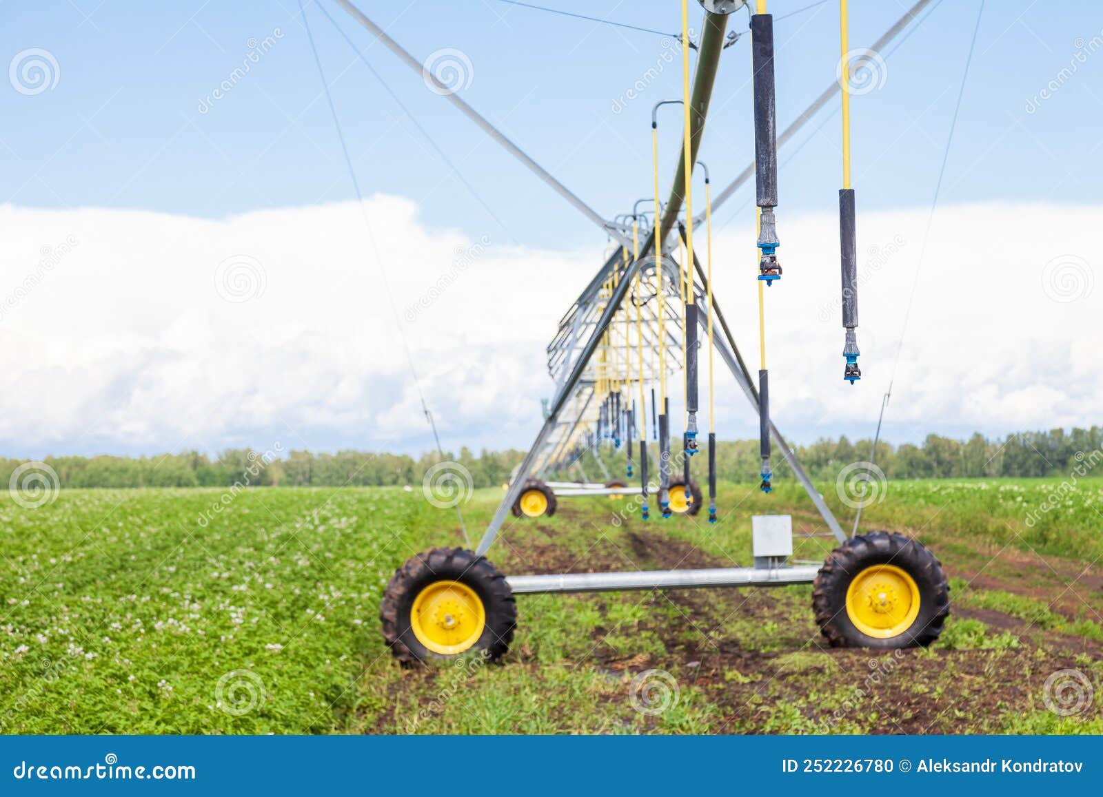 Corn Field in Spring with Automatic Irrigation System for Water Supply