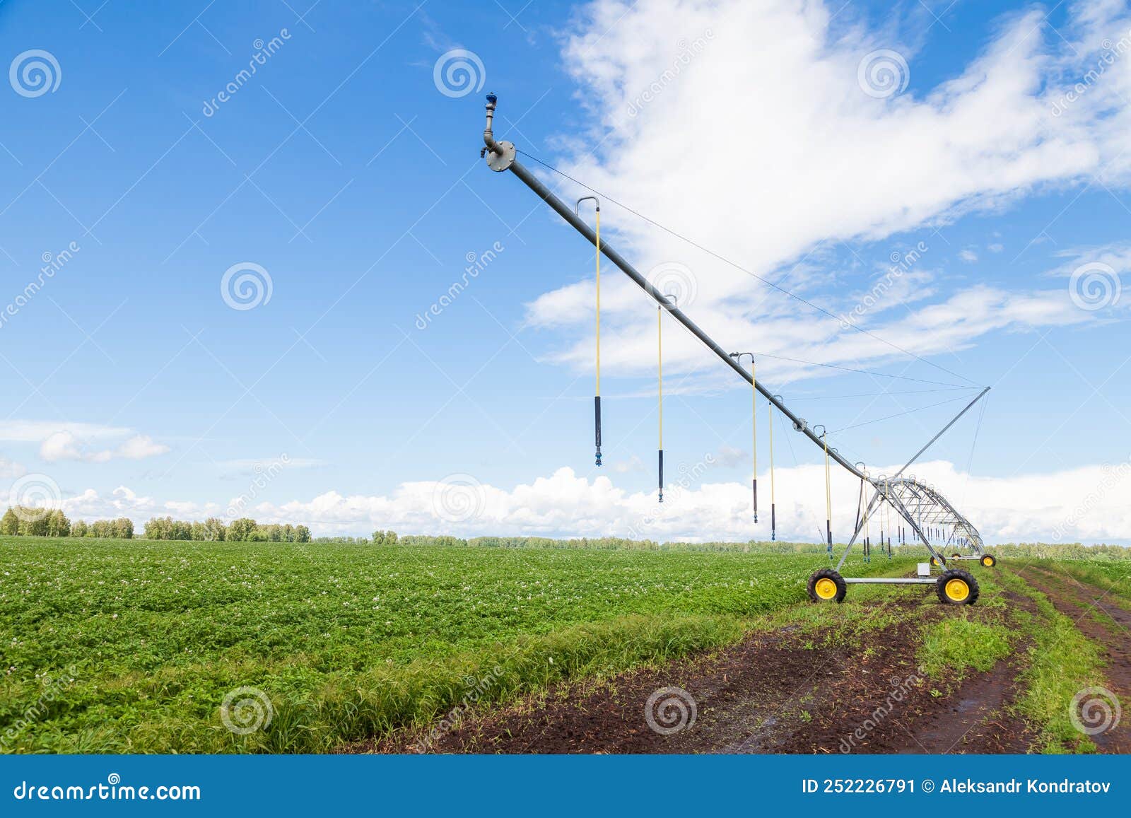 Corn Field in Spring with Automatic Irrigation System for Water Supply