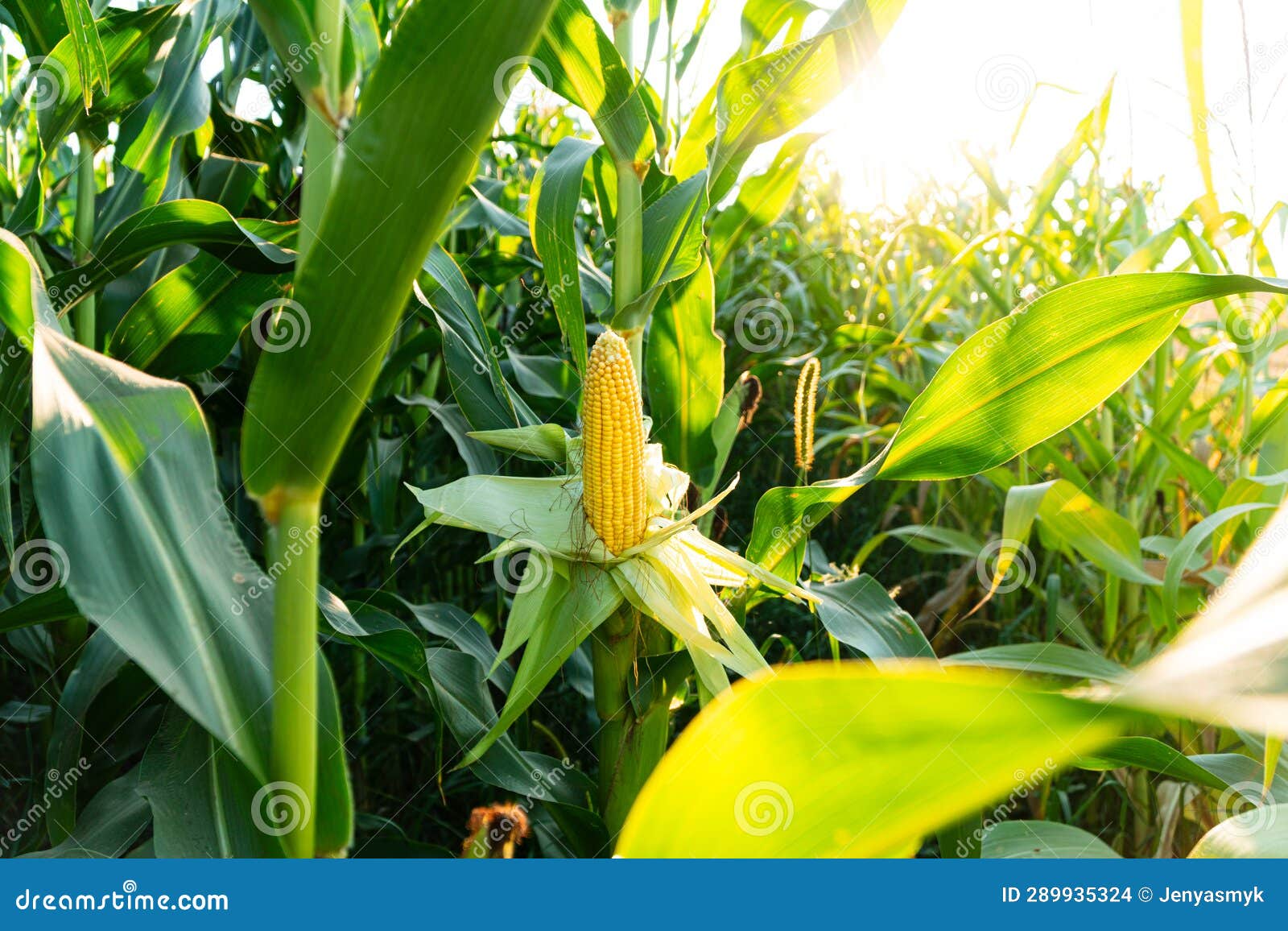 Corn Field with Corn on the Stalks. Beautiful Image of Yellow Corn