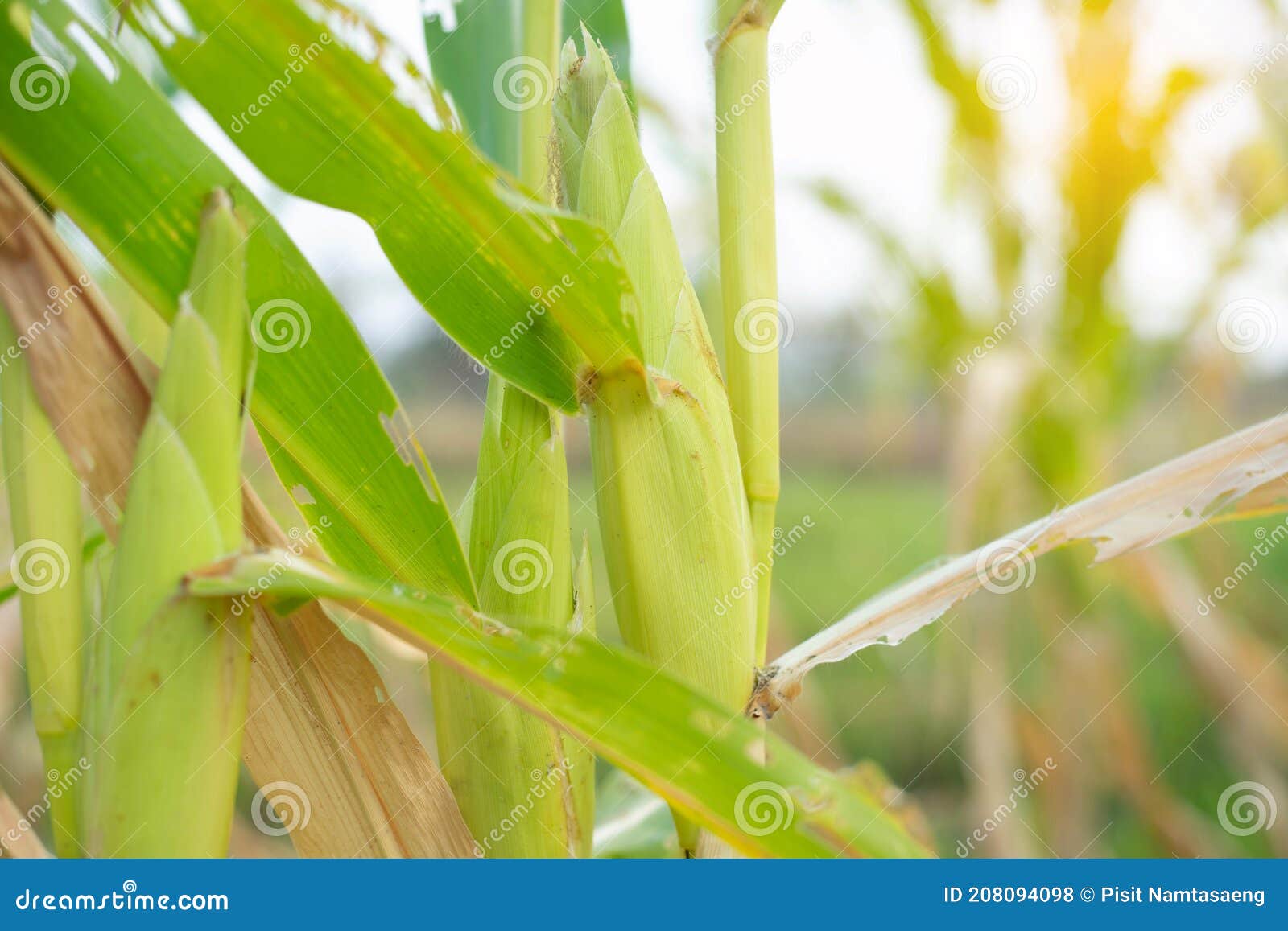Corn Field Sunlight in Harvest Season Stock Photo Image of corn
