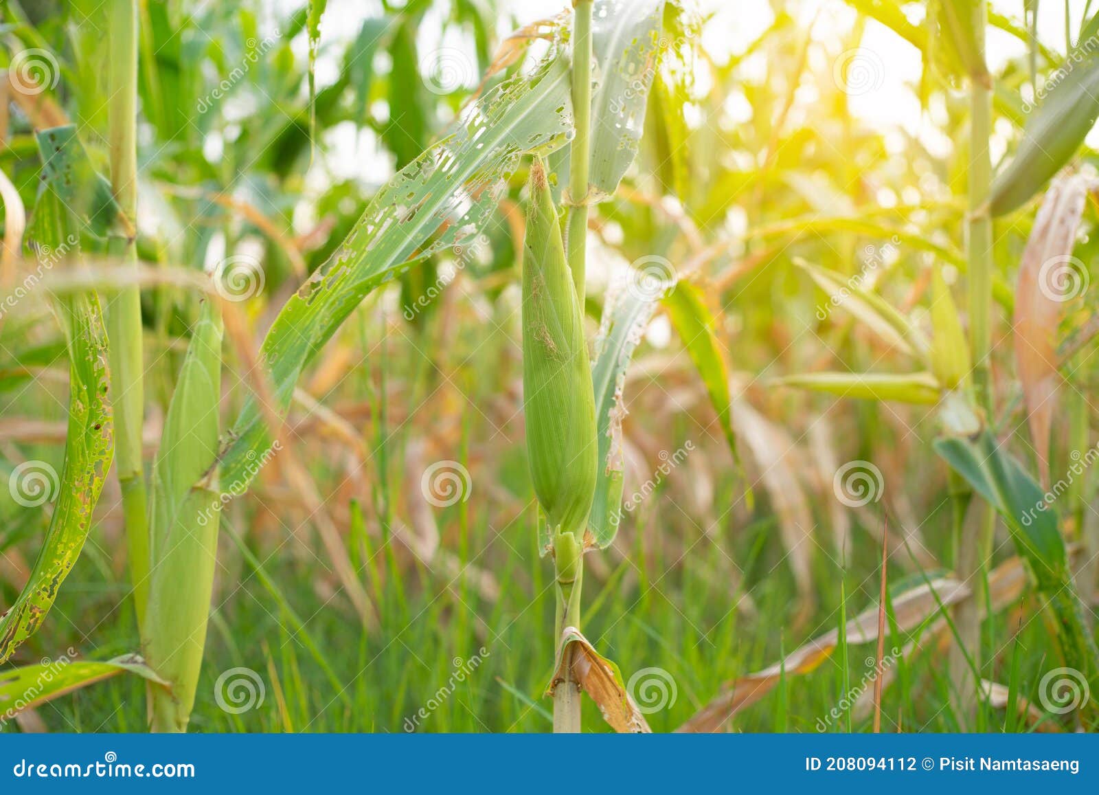 Corn Field Sunlight in Harvest Season Stock Photo Image of closeup