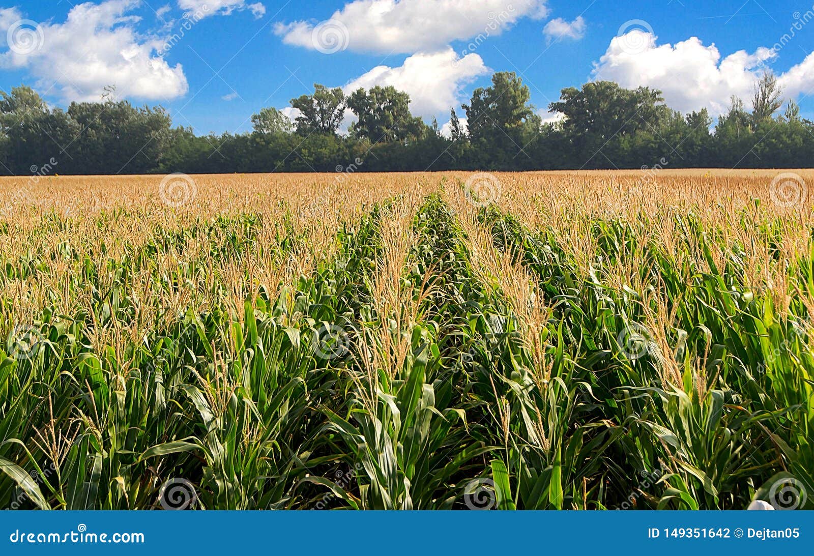 Corn, field of corn stock photo. Image of harvest, landscape 149351642
