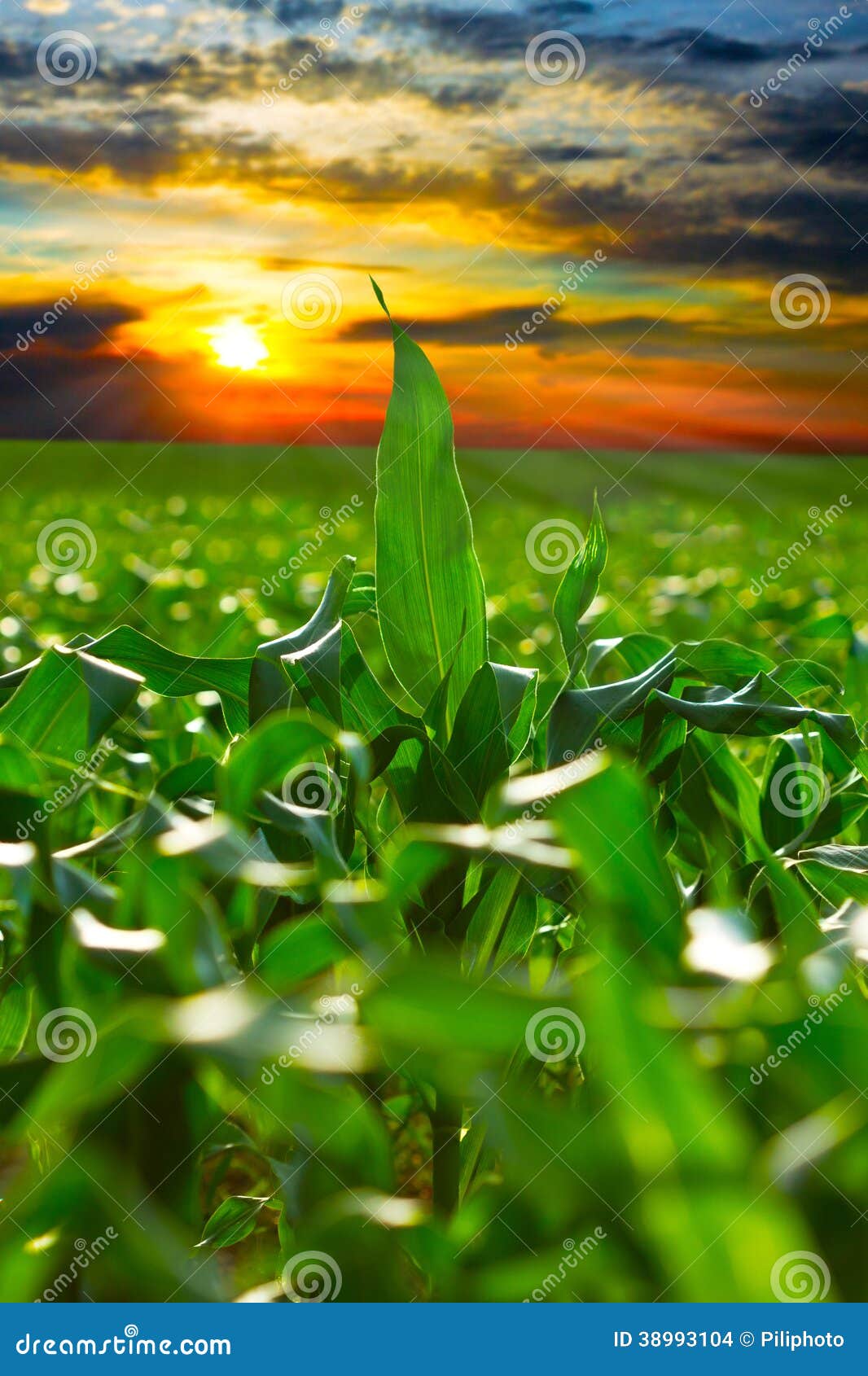 corn field at sunset