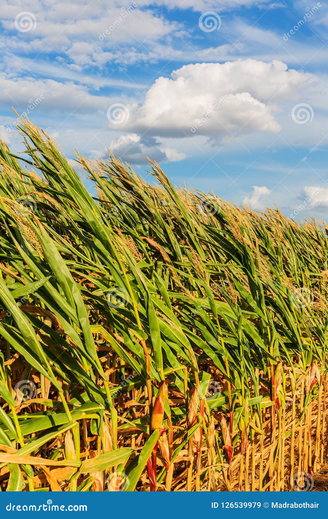 Corn field on a windy day stock image. Image of withered 126539979