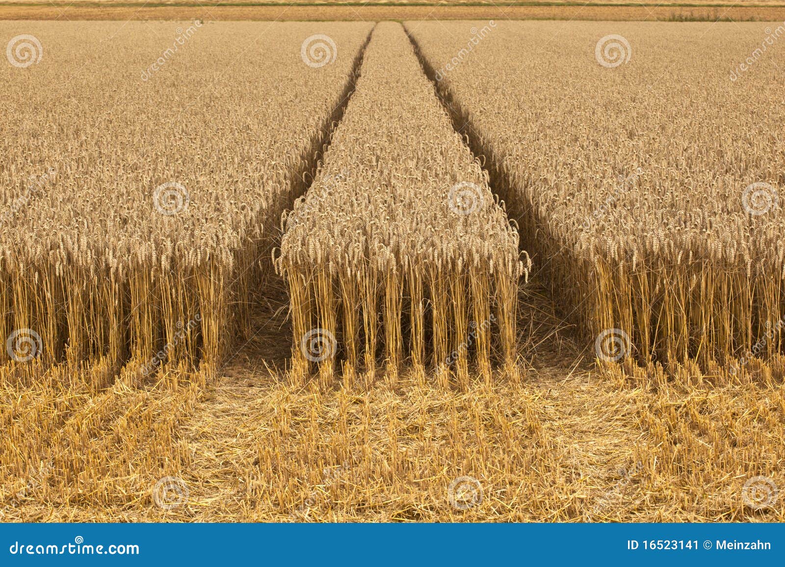 corn fields harvest