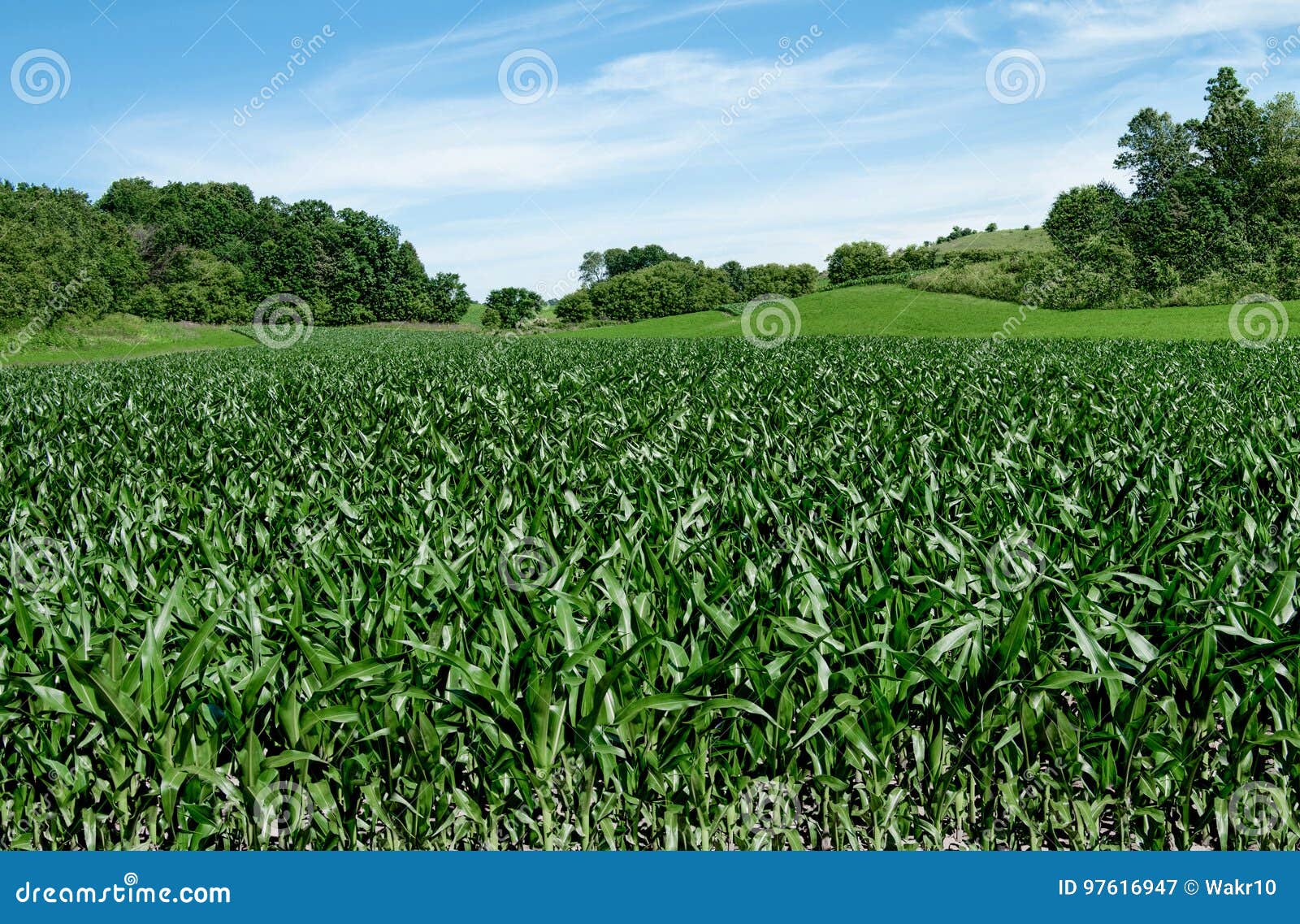 corn fields on the fourth of july