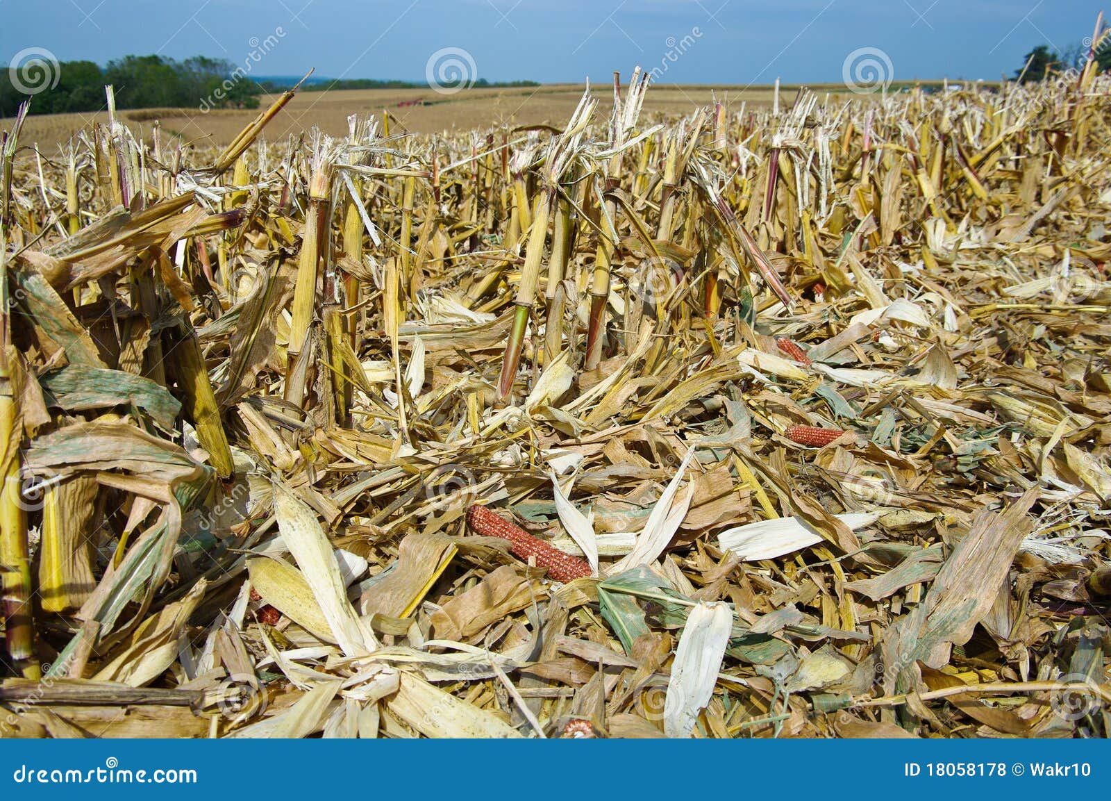 corn fields after harvest