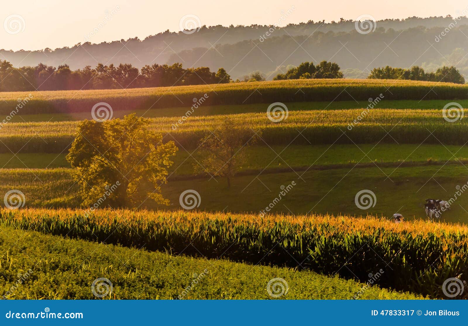 Corn Fields and Hills in Rural York County, Pennsylvania. Stock Image