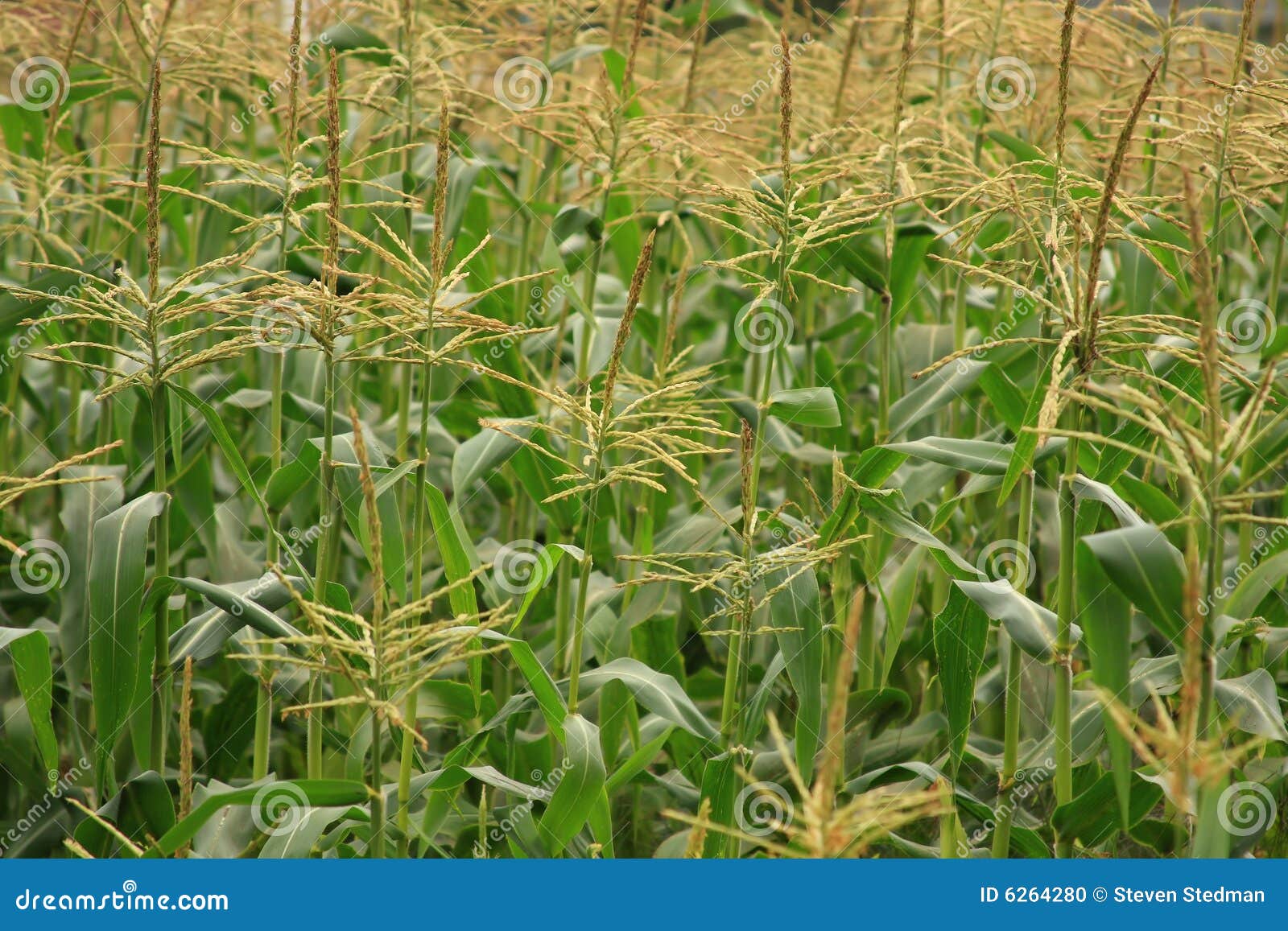 Corn Fields Near Harvest Time Stock Photo Image of environment, corn