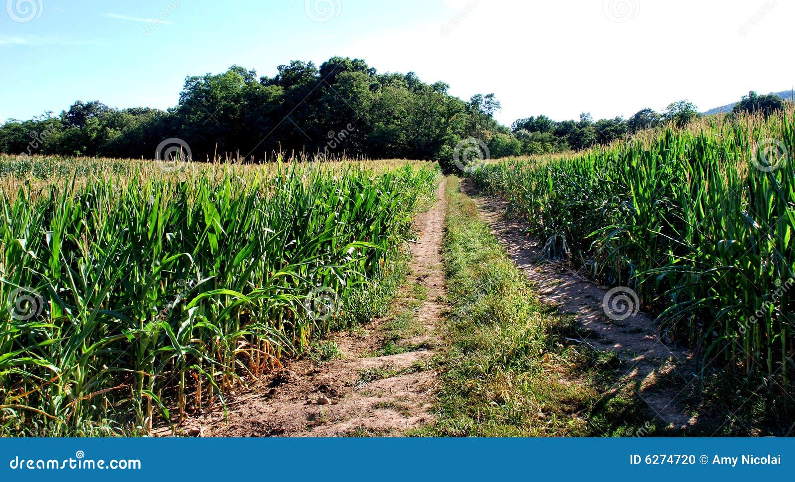 Corn fields with road stock photo. Image of pennsylvania 6274720