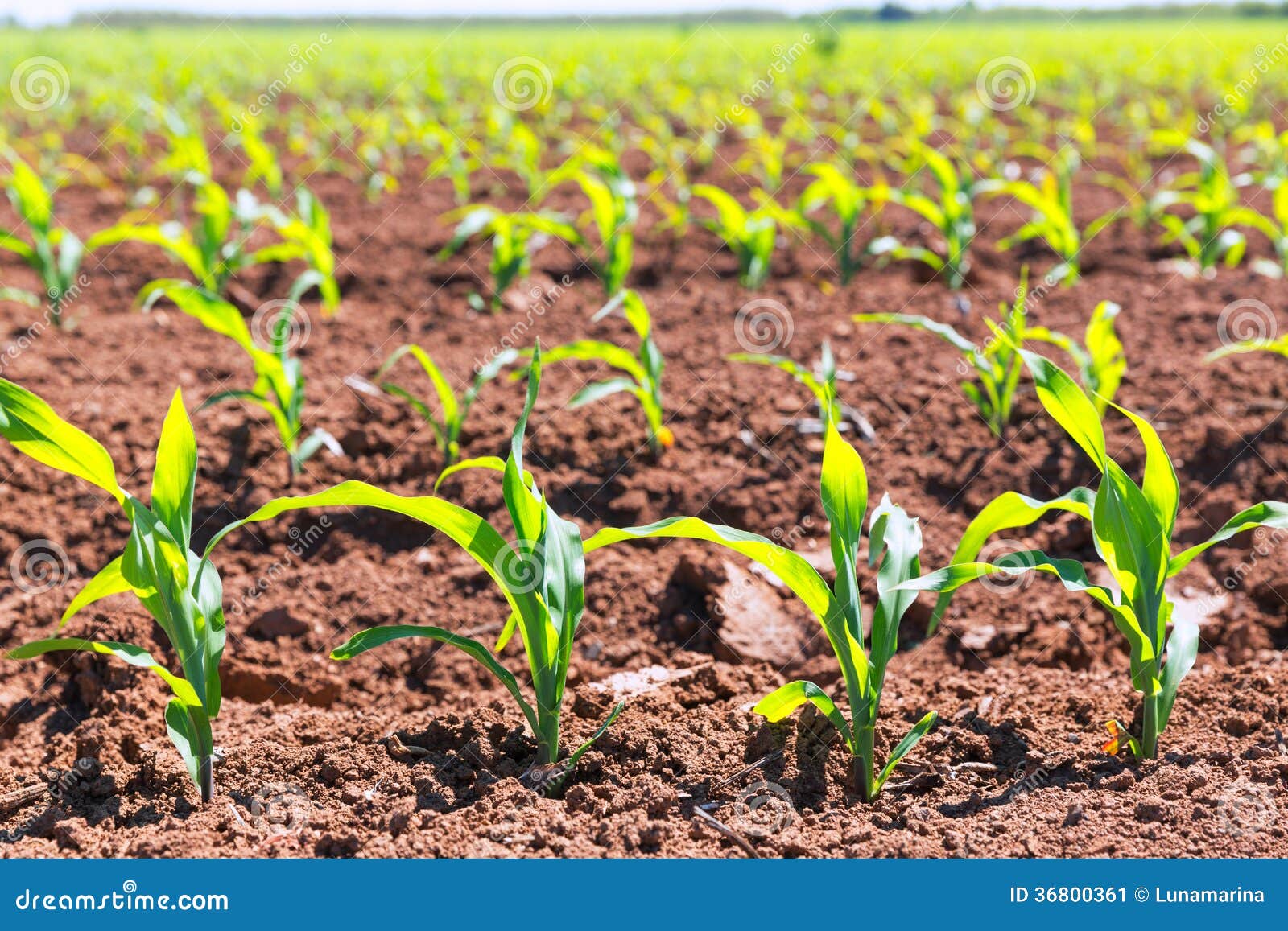 corn fields sprouts in rows in california agriculture