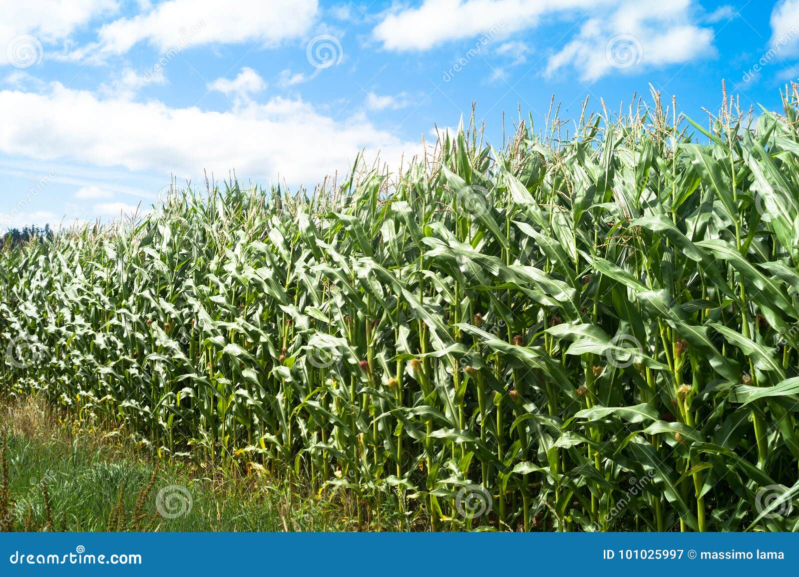 fields of maize