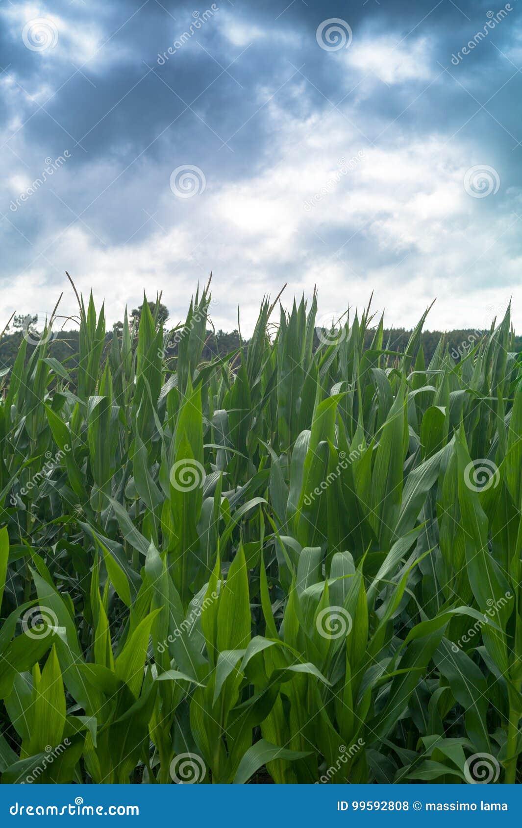 fields of maize