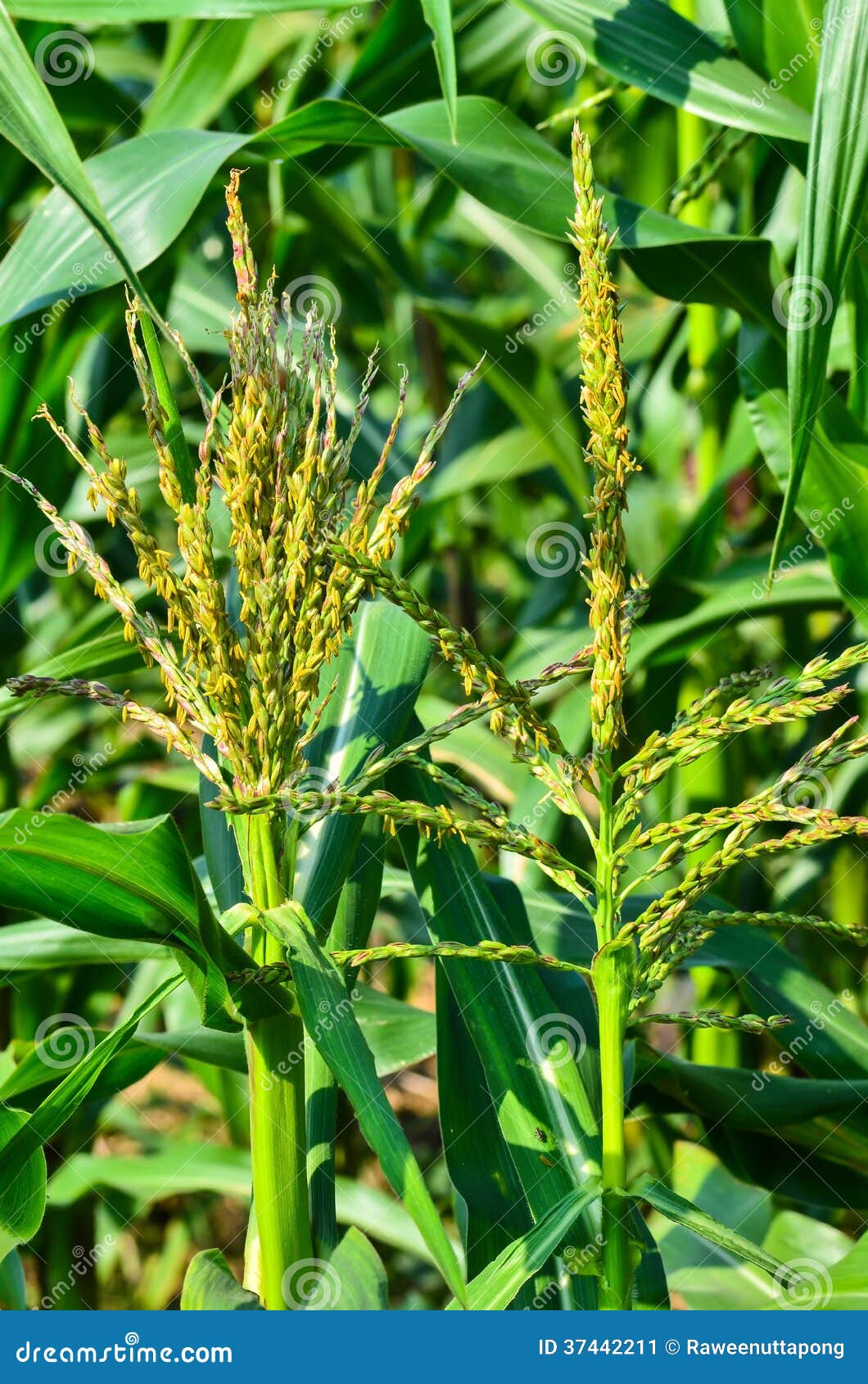 Corn flower close up stock image. Image of food, carpel 37442211