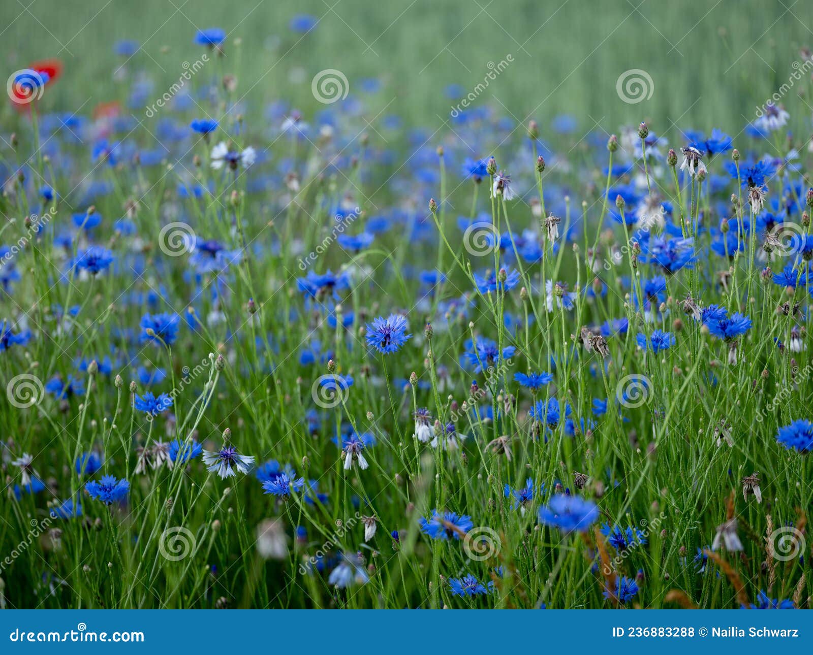 Corn Flower Meadow stock photo. Image of landscape, nutrition 236883288