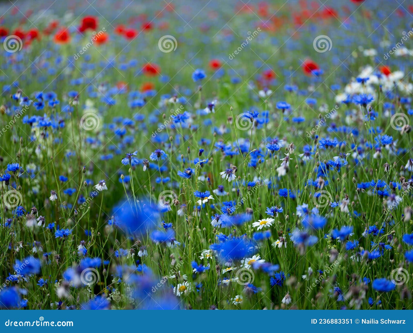 Corn Flower Meadow stock image. Image of summer, cultivation 236883351