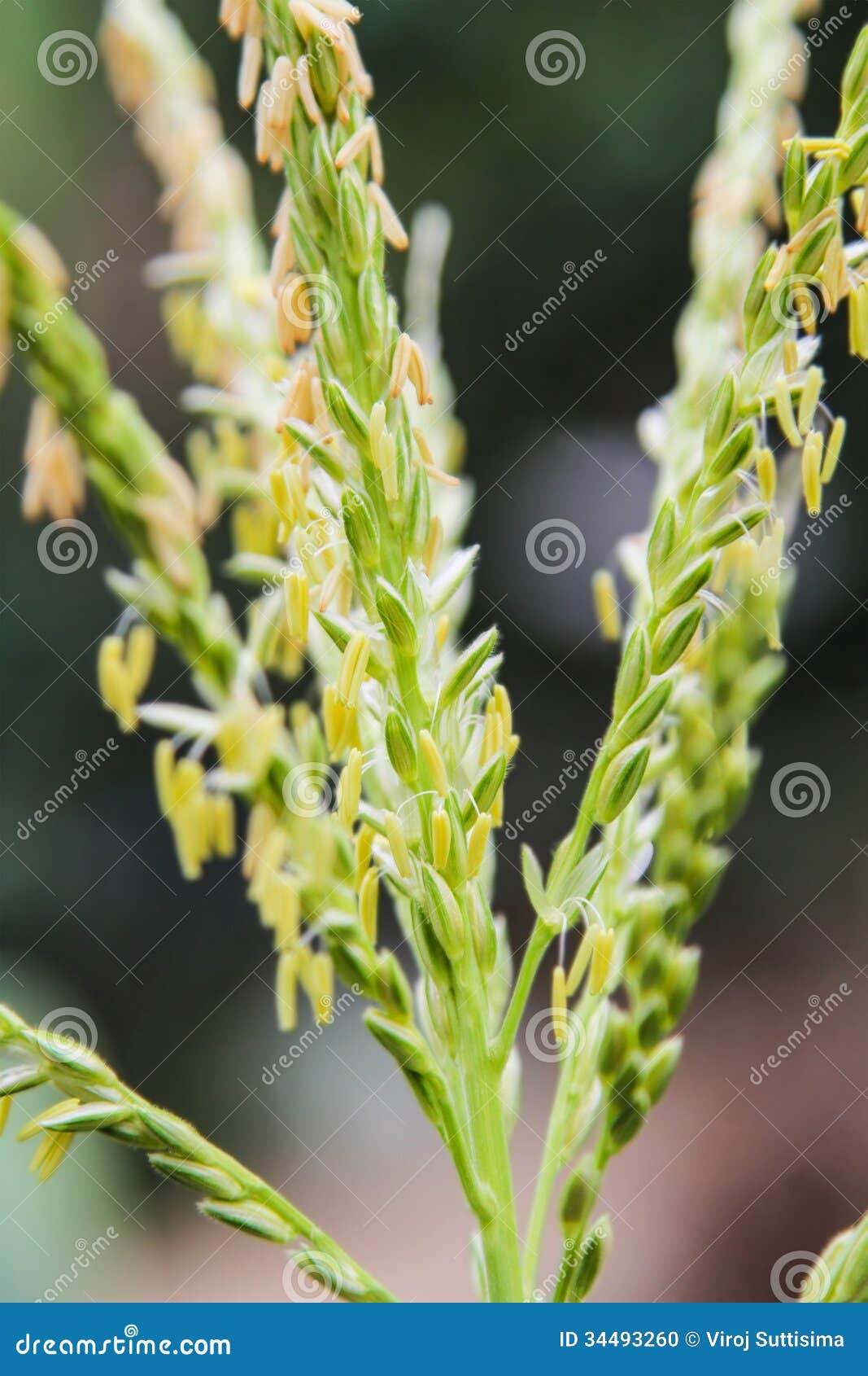 Corn Flower. stock photo. Image of agriculture, summer 34493260