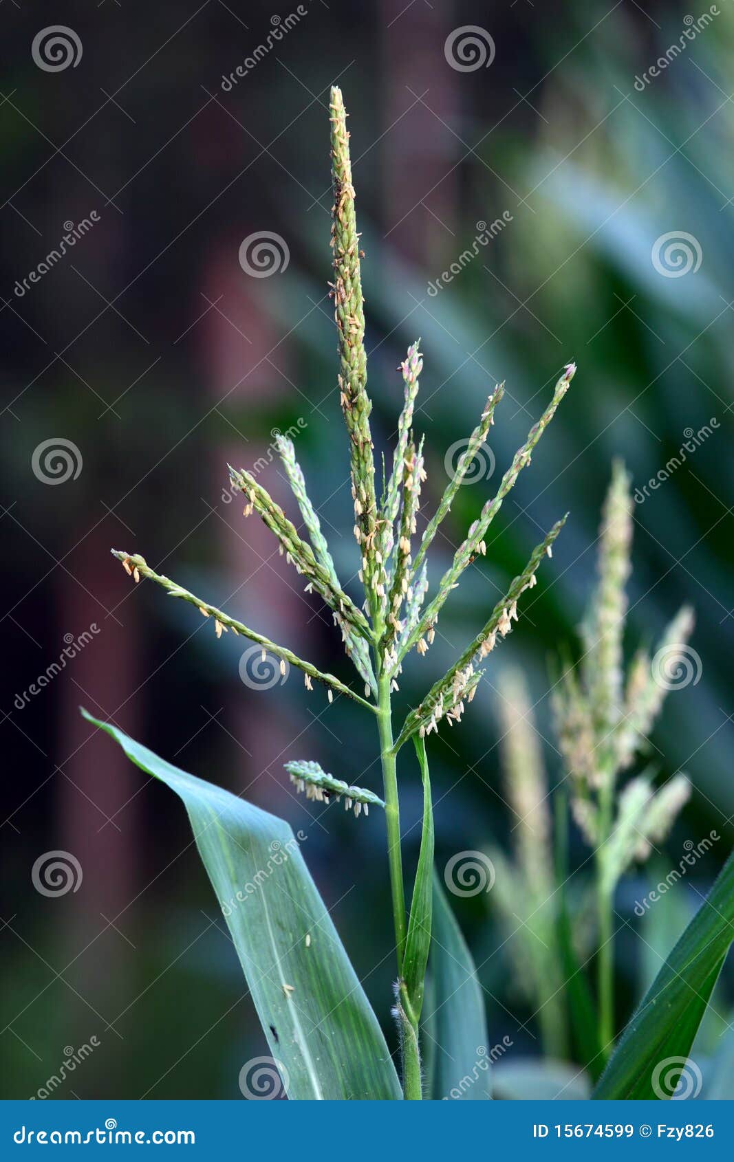 Corn flowers stock image. Image of corn, august, macro 15674599
