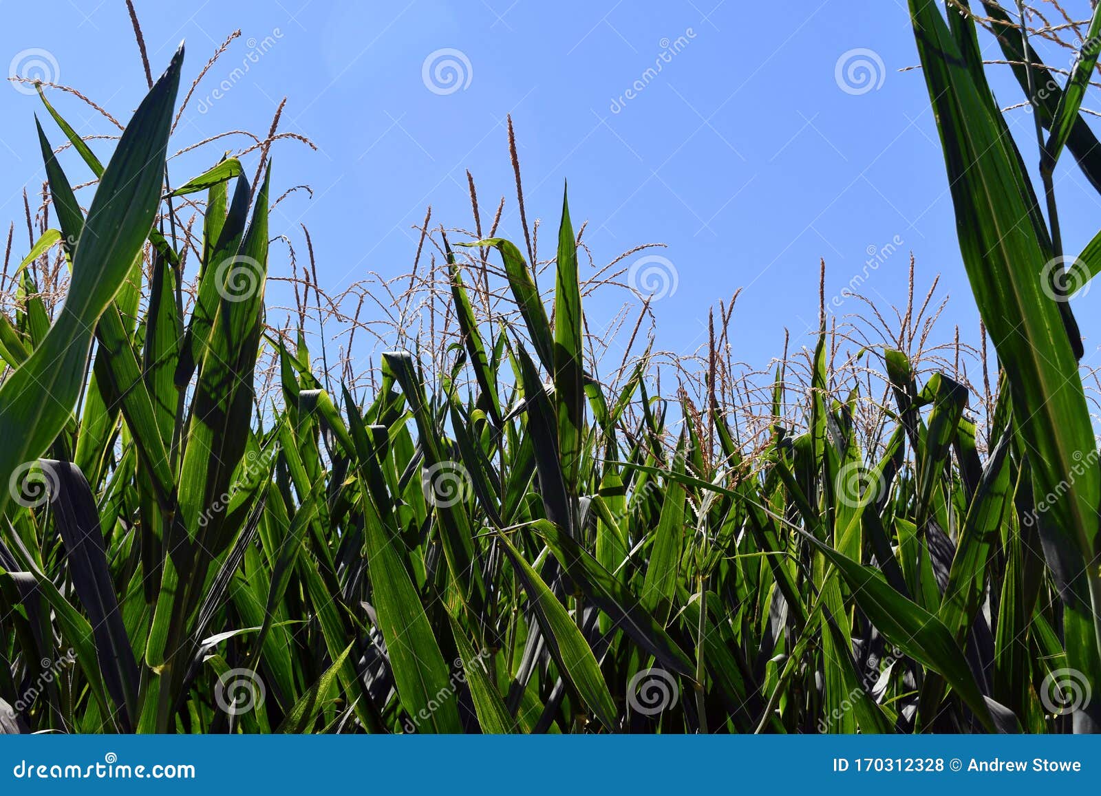 A Corn Flowers are Blooming in Corn Fields Stock Photo - Image of green