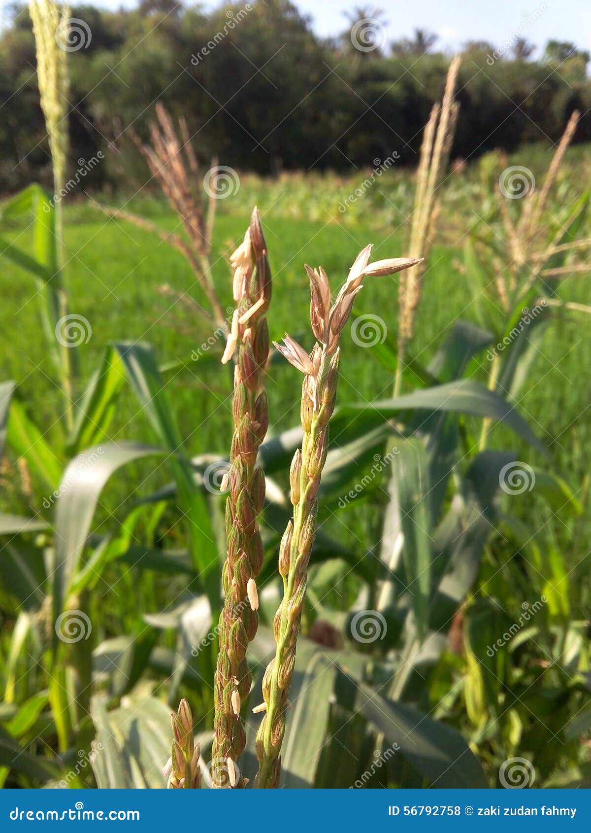 Corn flowers stock photo. Image of flowers, green, farm 56792758