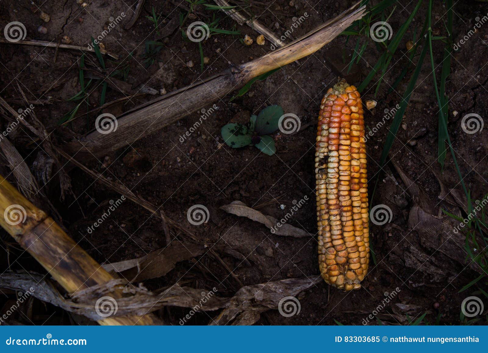 Corn is a fungal disease stock image. Image of pool, fungal 83303685