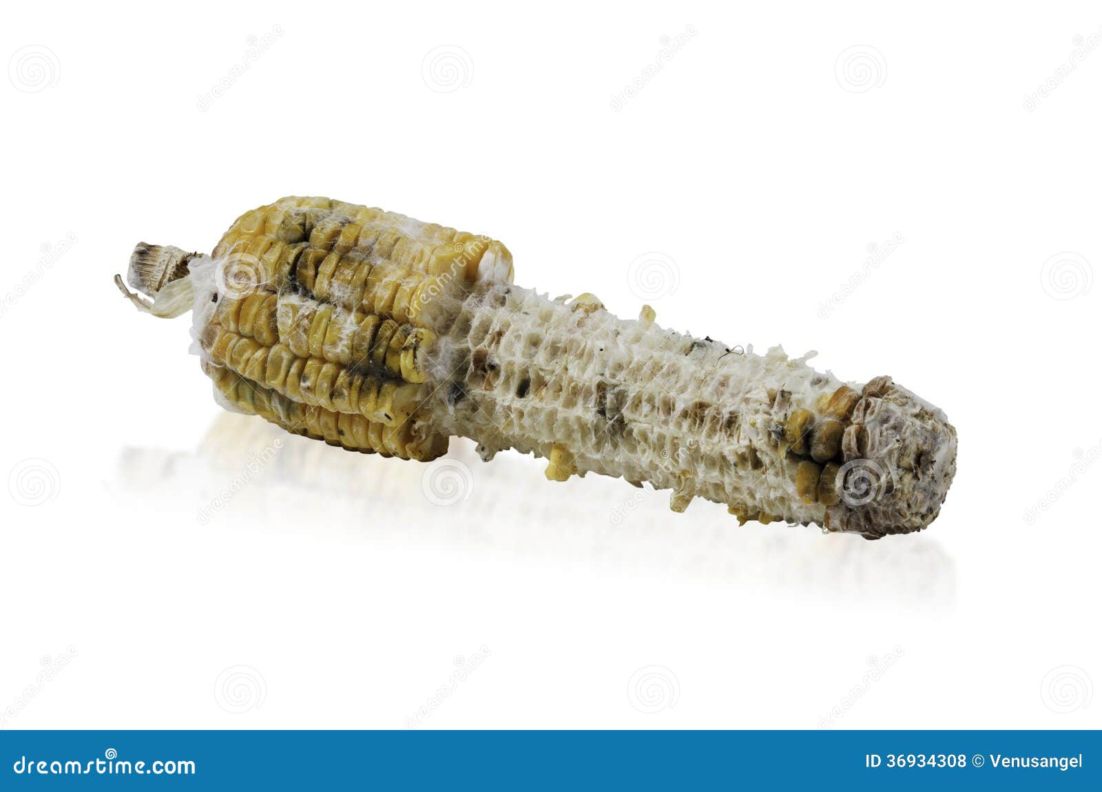 Corn with fungus stock photo. Image of fungi, moldy, close 36934308