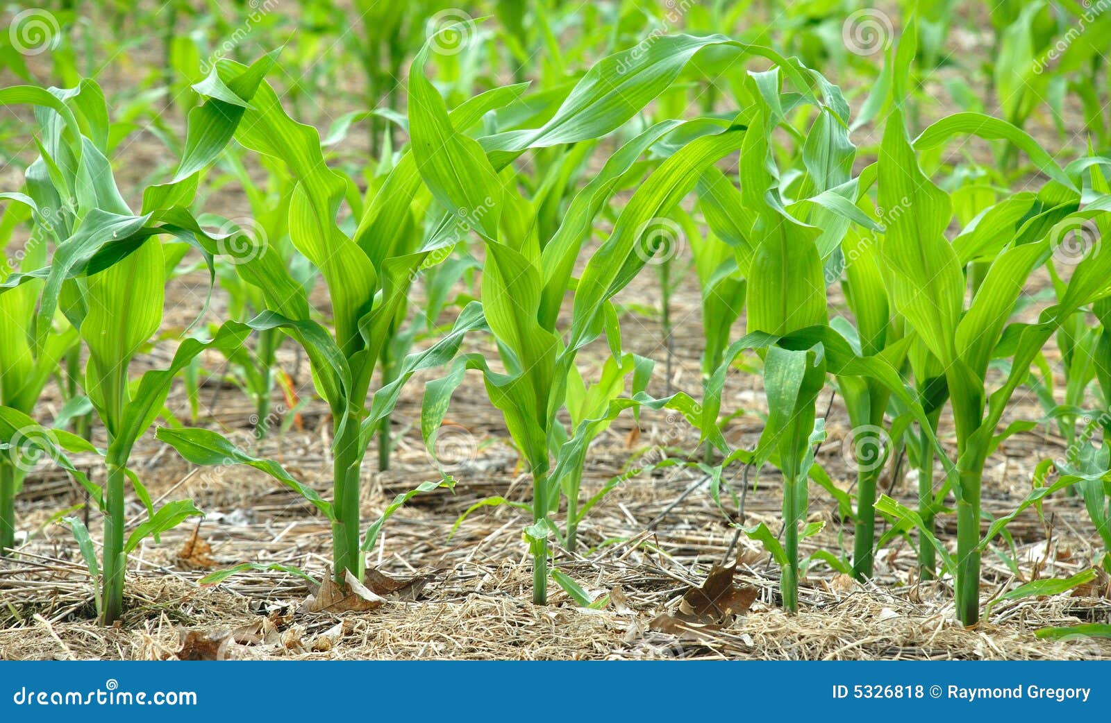 Corn the future fuel E85 stock photo. Image of plant, staple 5326818