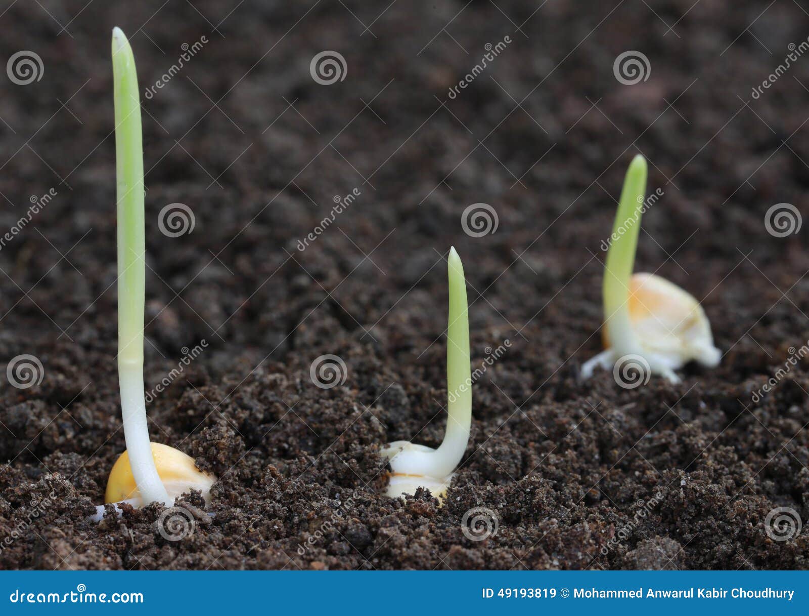 Corn Germination on Fertile Soil Stock Image Image of humus, field