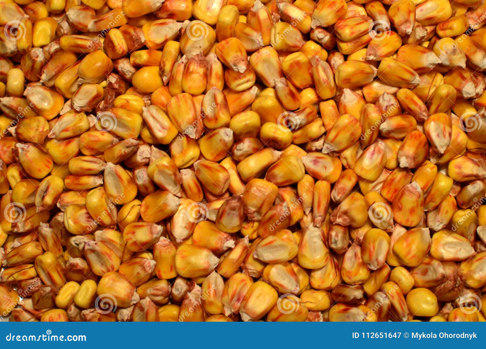 Corn grain is scattered stock image. Image of design 112651647
