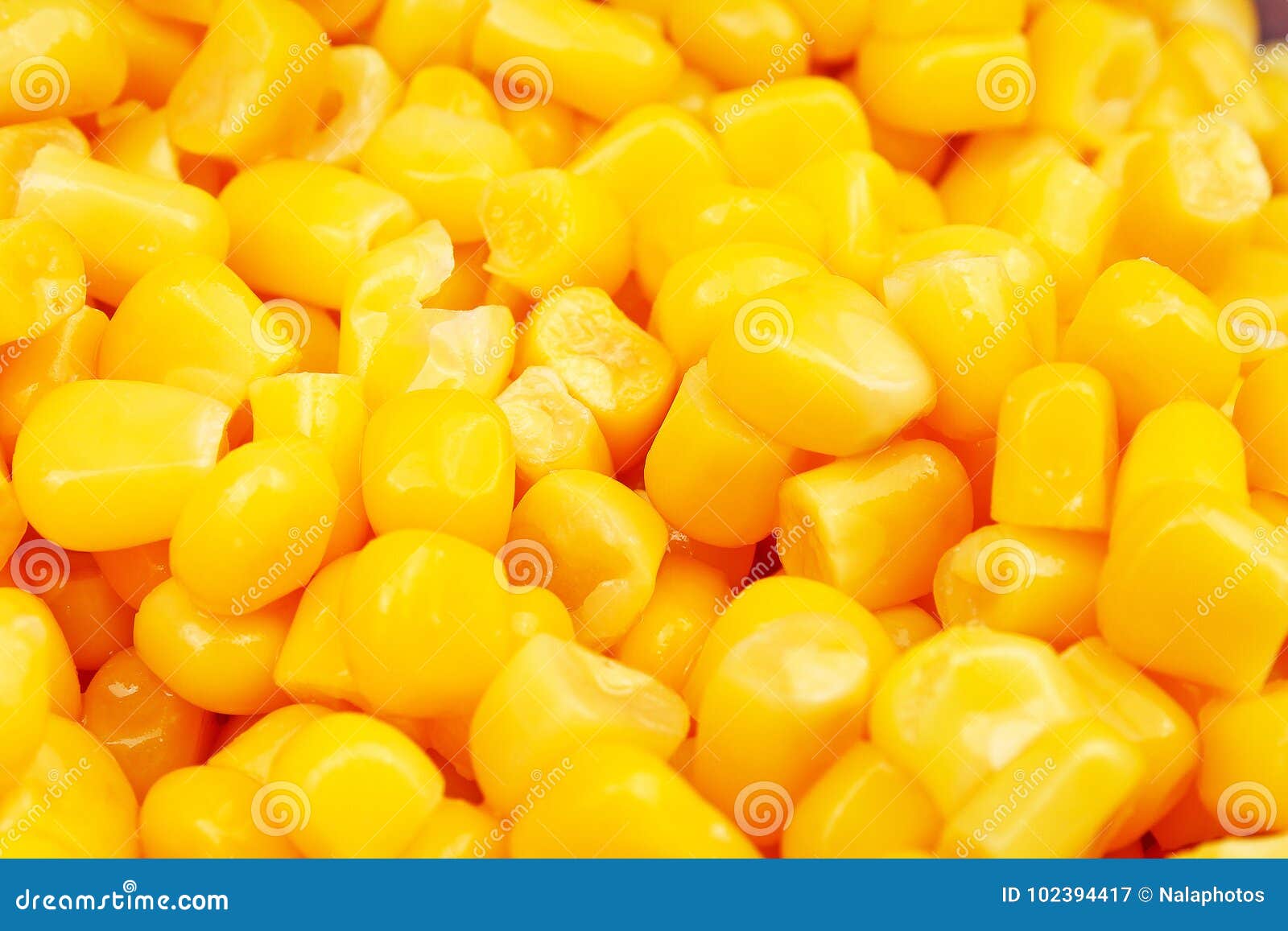 Corn Grain Texture. Yellow Corns As Background. Corn Vegetable Pattern