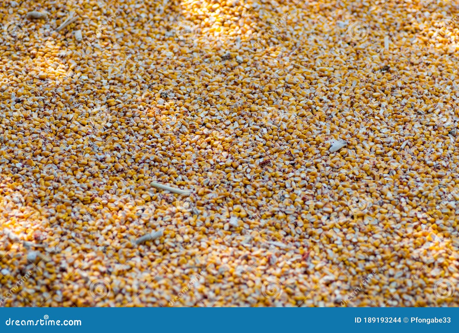 corn grains heap freshly harvested