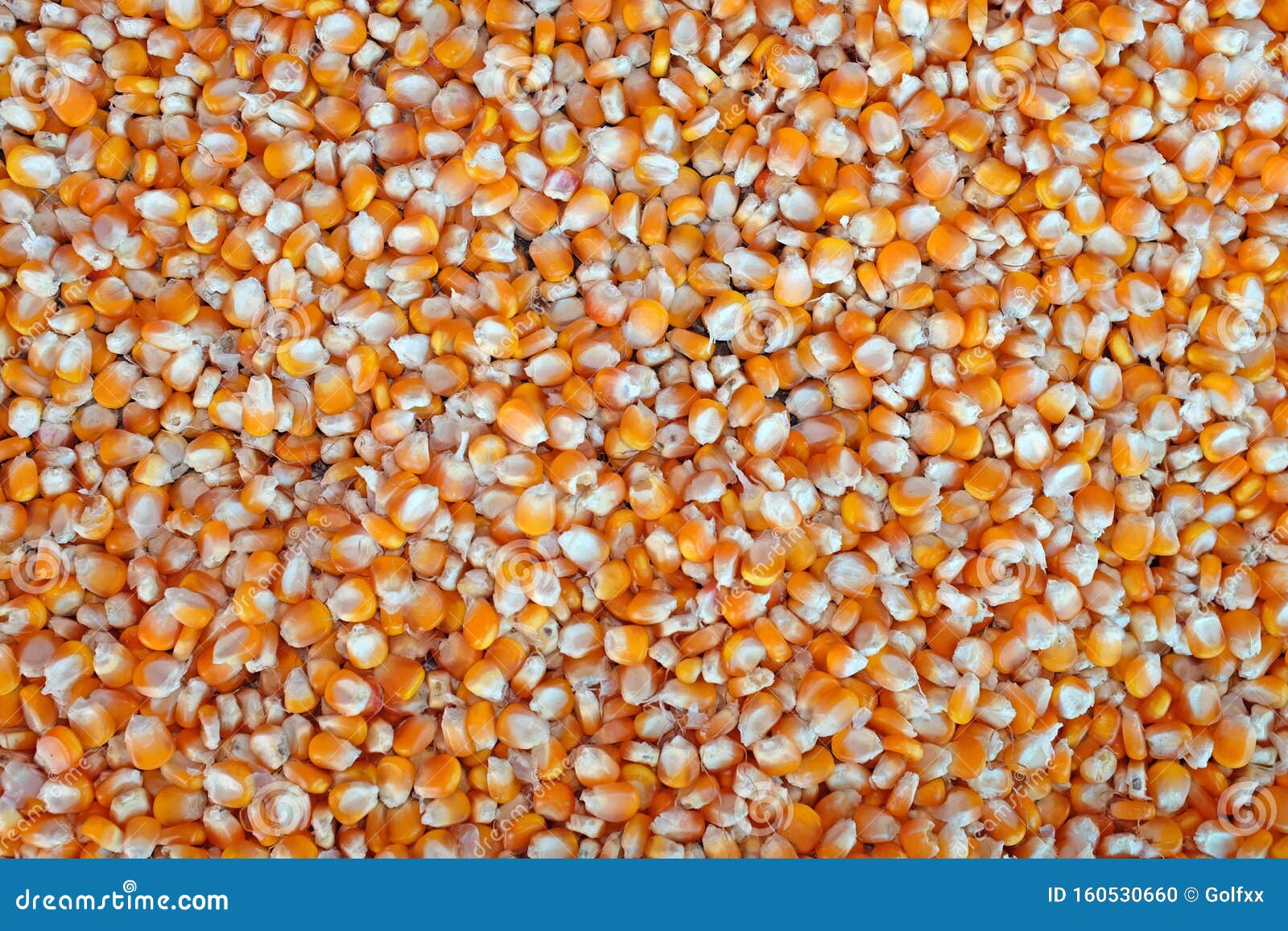 Corn Grains. Whole Background Stock Photo Image of crop, breakfast