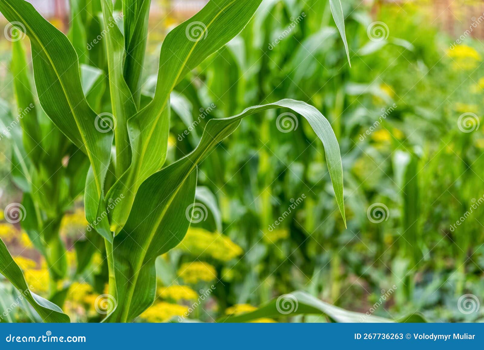 Corn with Green Leaves in the Field. Corn Cultivation Stock Image