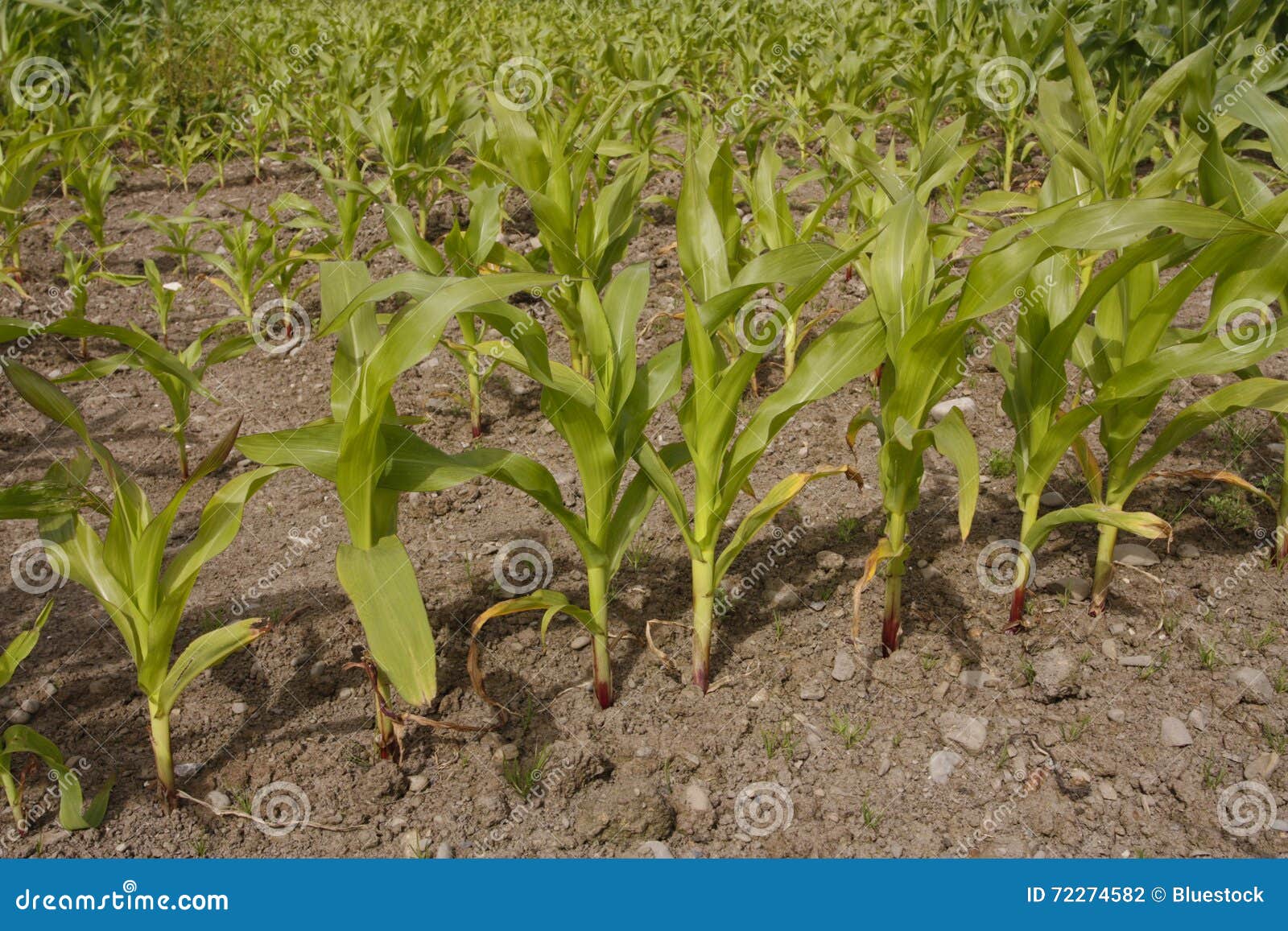 Corn growing in field stock photo. Image of soil, outdoors 72274582