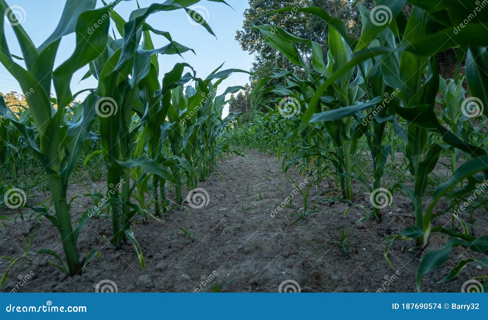 Corn Growing in a Field in Spring. Close Up View Along Corn Rows. Stock