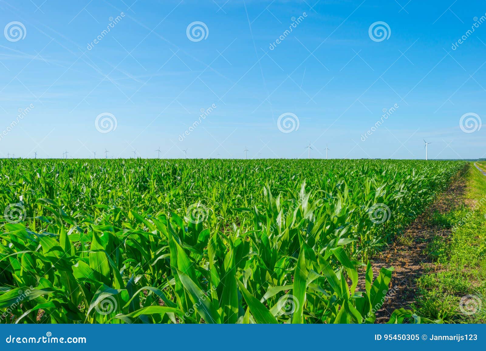 Corn Growing in a Field in Summer Stock Image Image of perspective