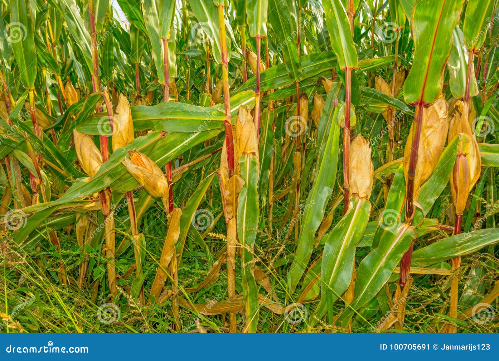 Corn Growing in a Field in Sunlight in Autumn Stock Image Image of