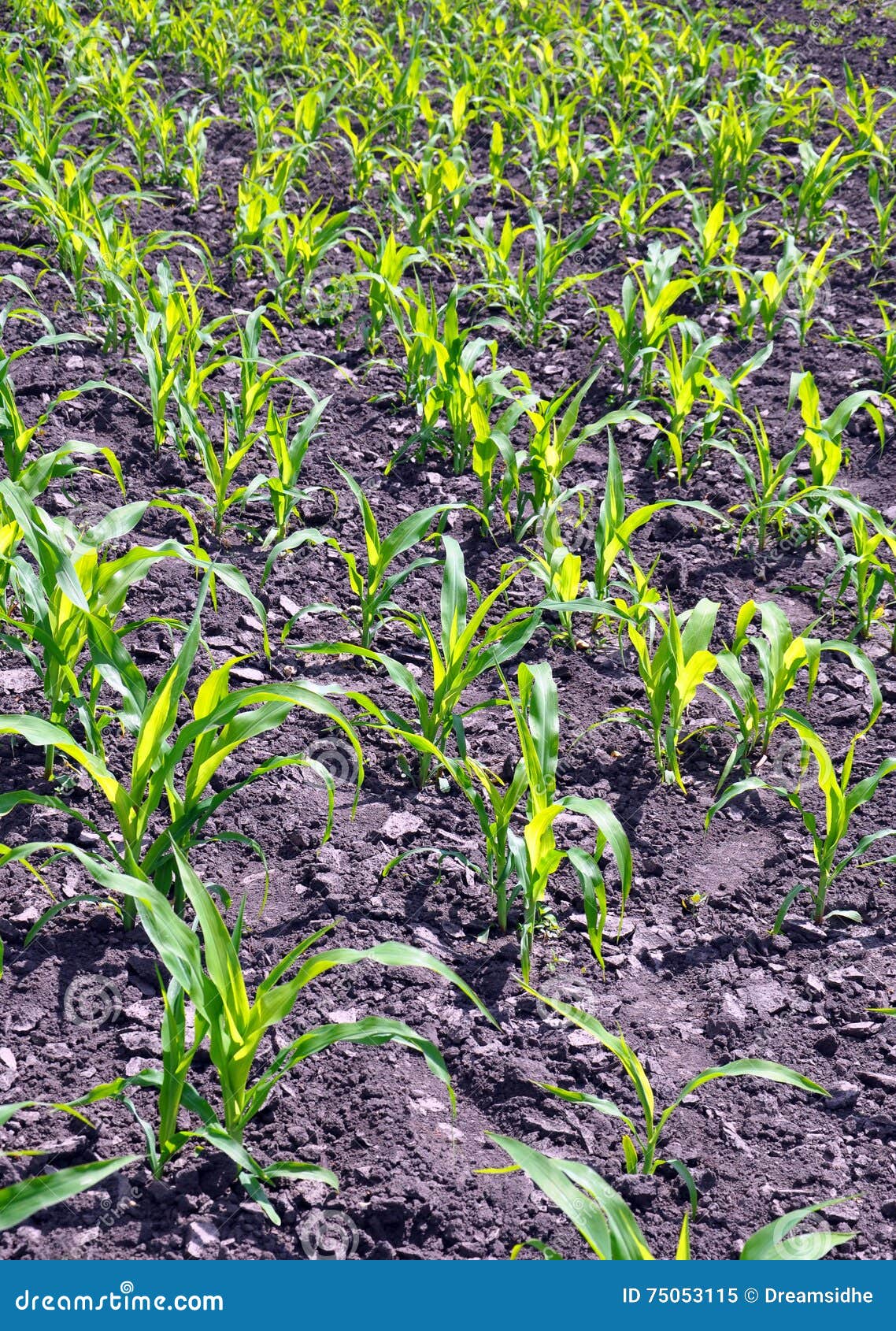 Corn growing in the garden stock image. Image of beautiful 75053115