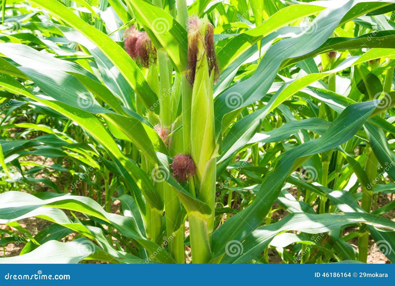 Corn is Grown, Harvest Season Stock Photo Image of field, growth
